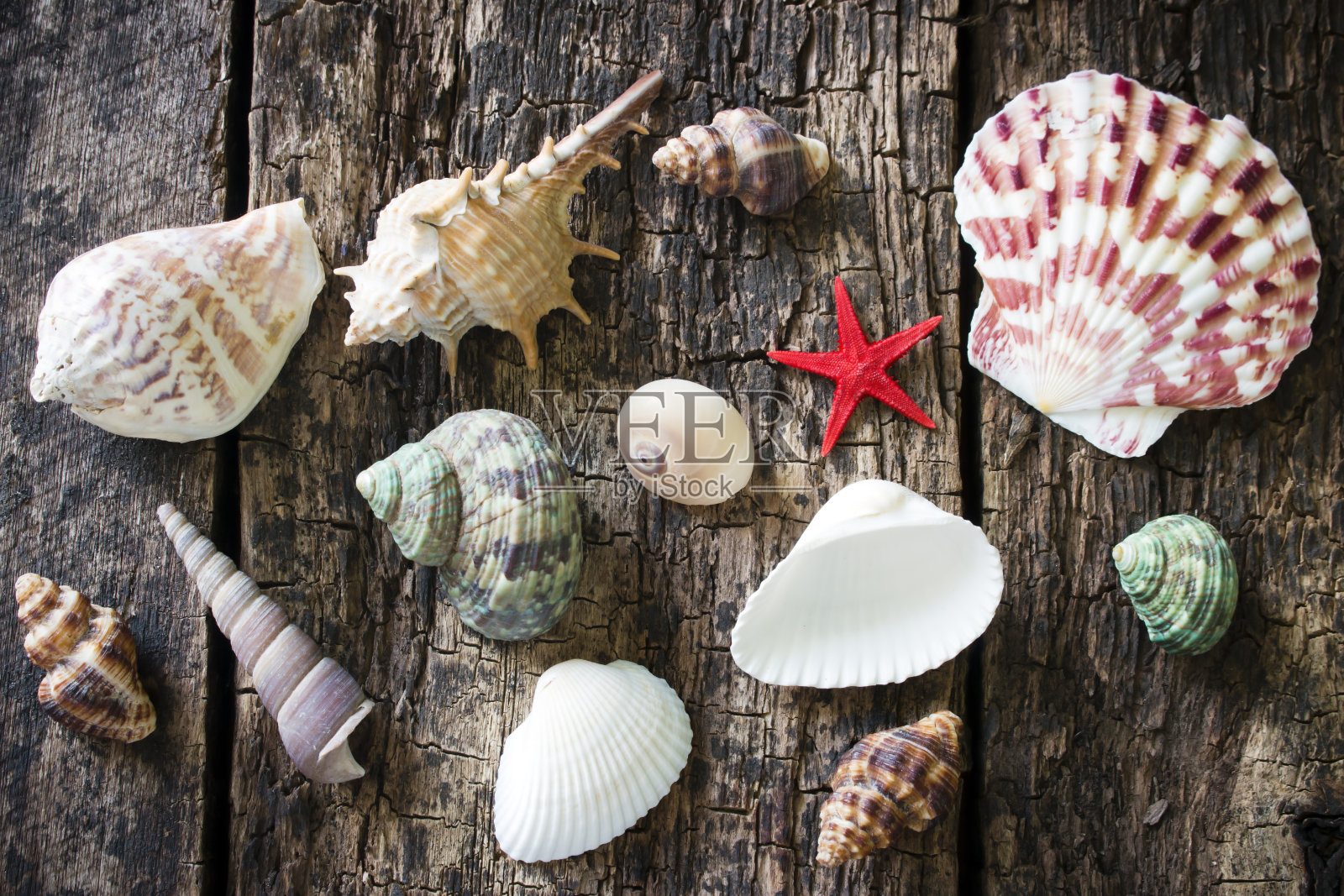 海星、海贝、蜗牛对着老木壳选择性聚焦照片摄影图片