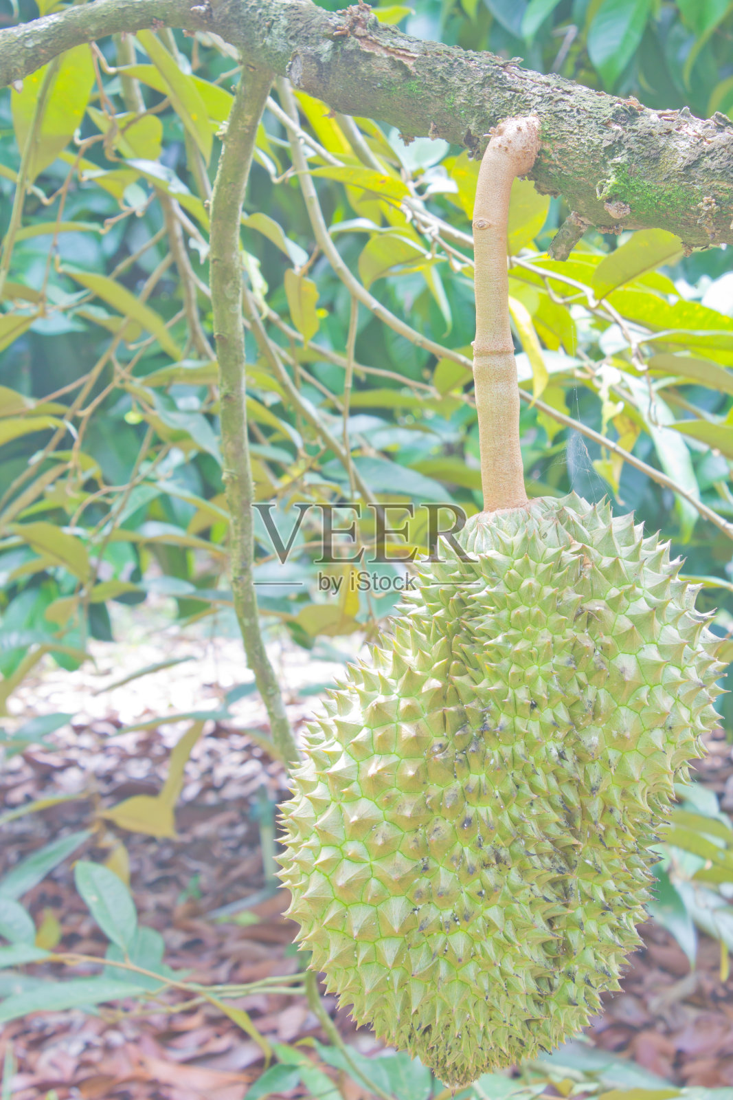 榴莲照片摄影图片