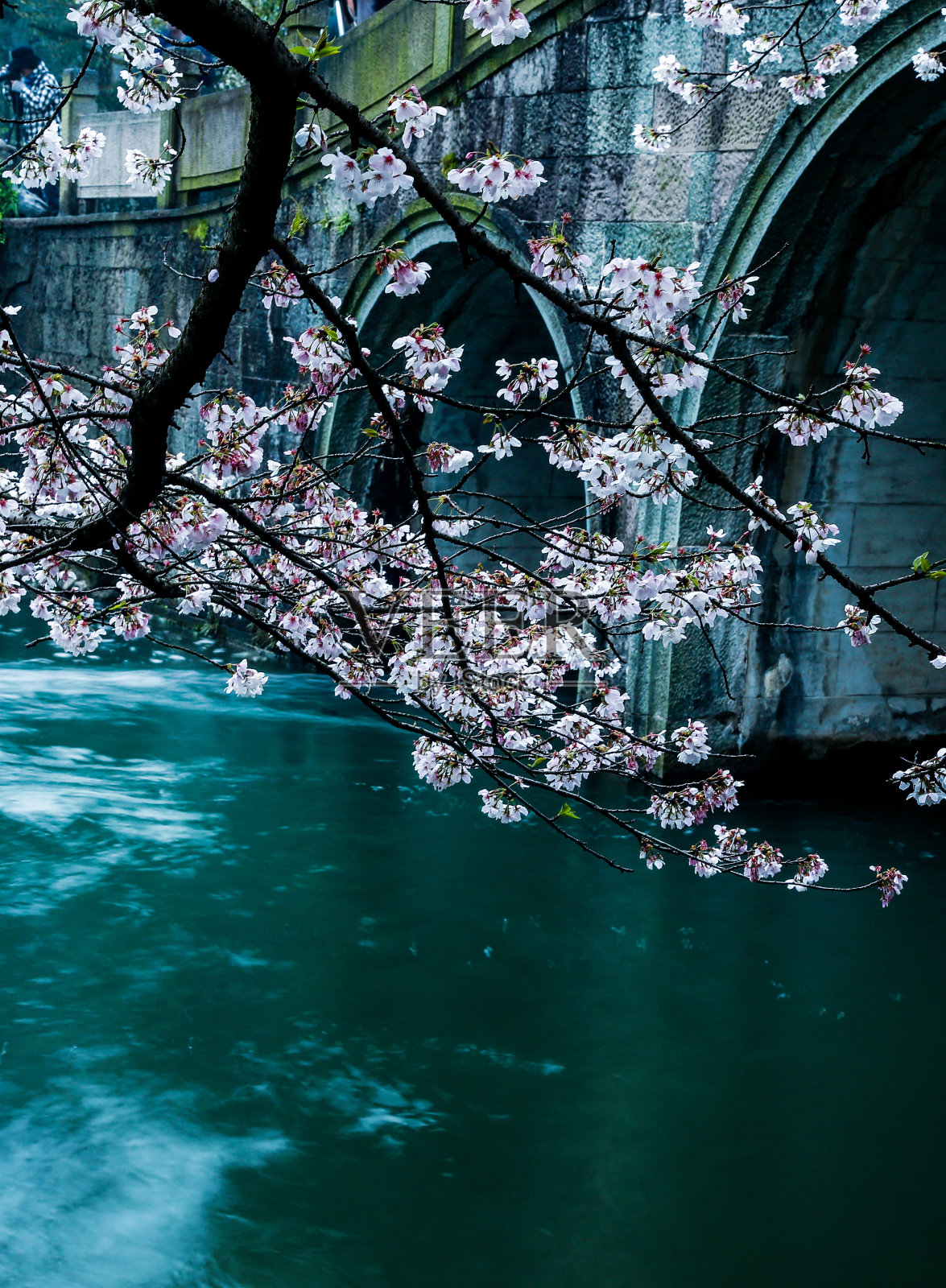 樱花照片摄影图片