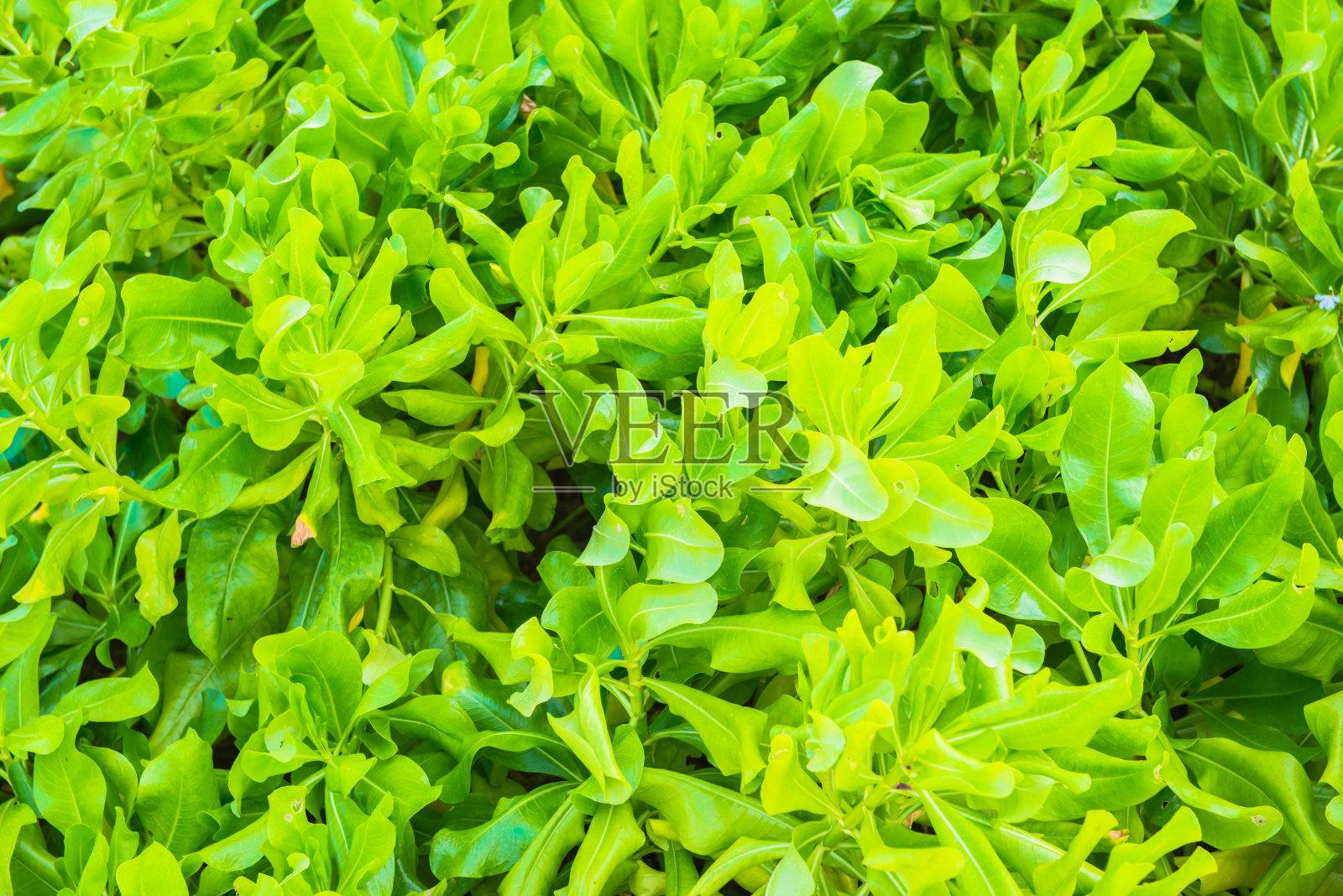 绿叶背景照片摄影图片