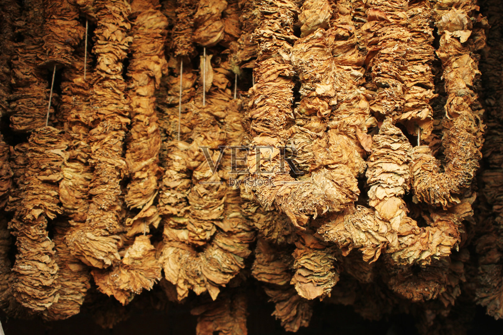 干烟草照片摄影图片