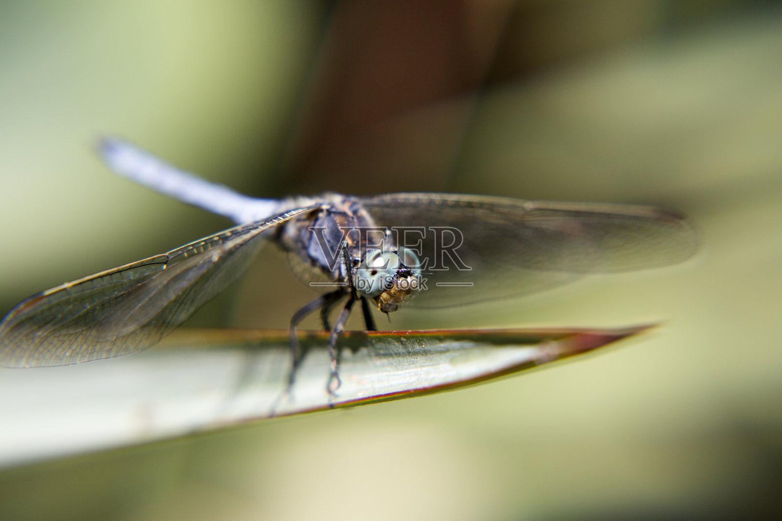 蜻蜓,昆虫照片摄影图片