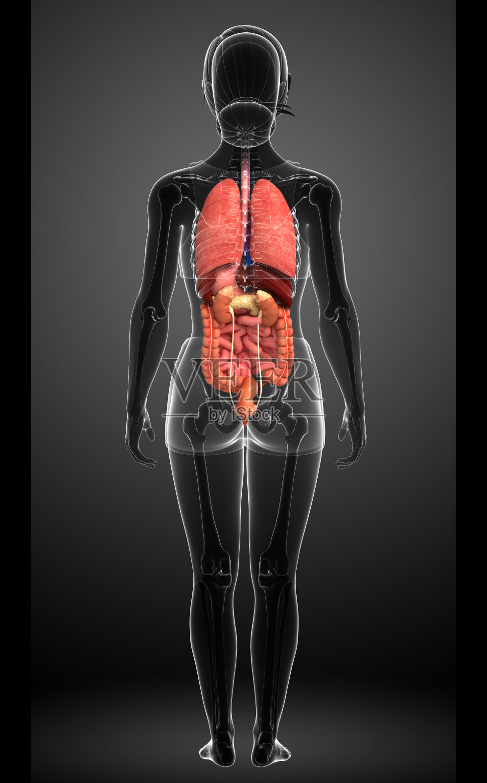 女性消化系统艺术品照片摄影图片