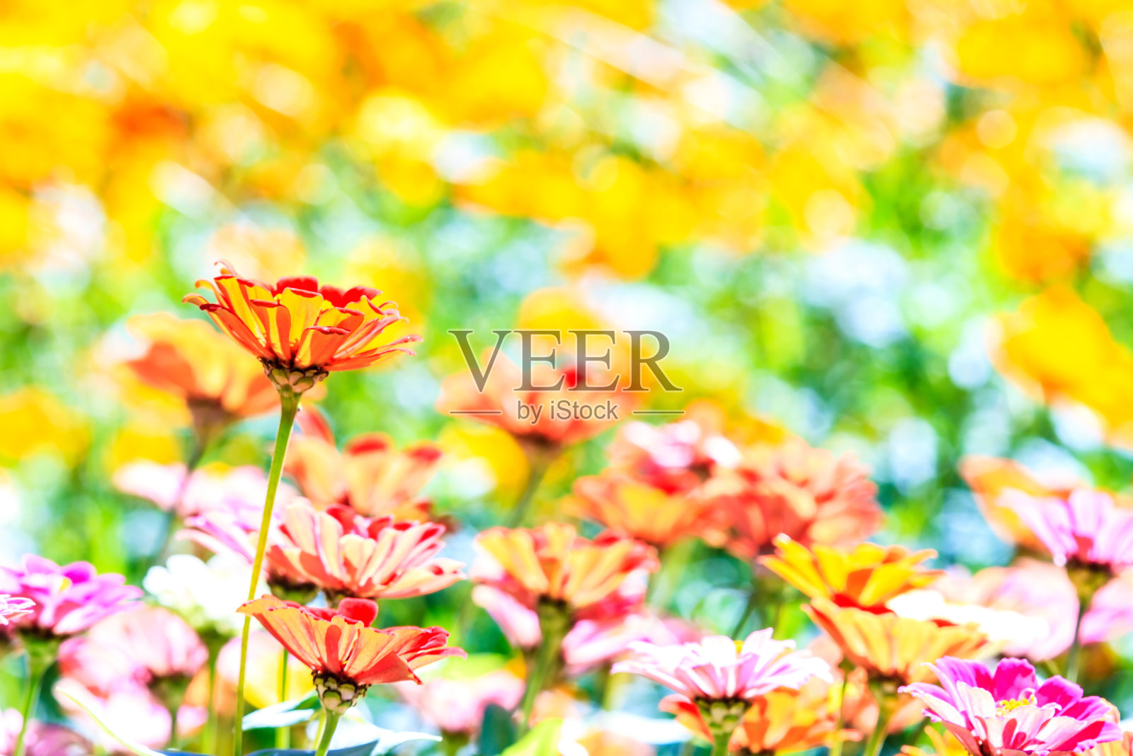 五颜六色的粉红色秋菊在花园里照片摄影图片