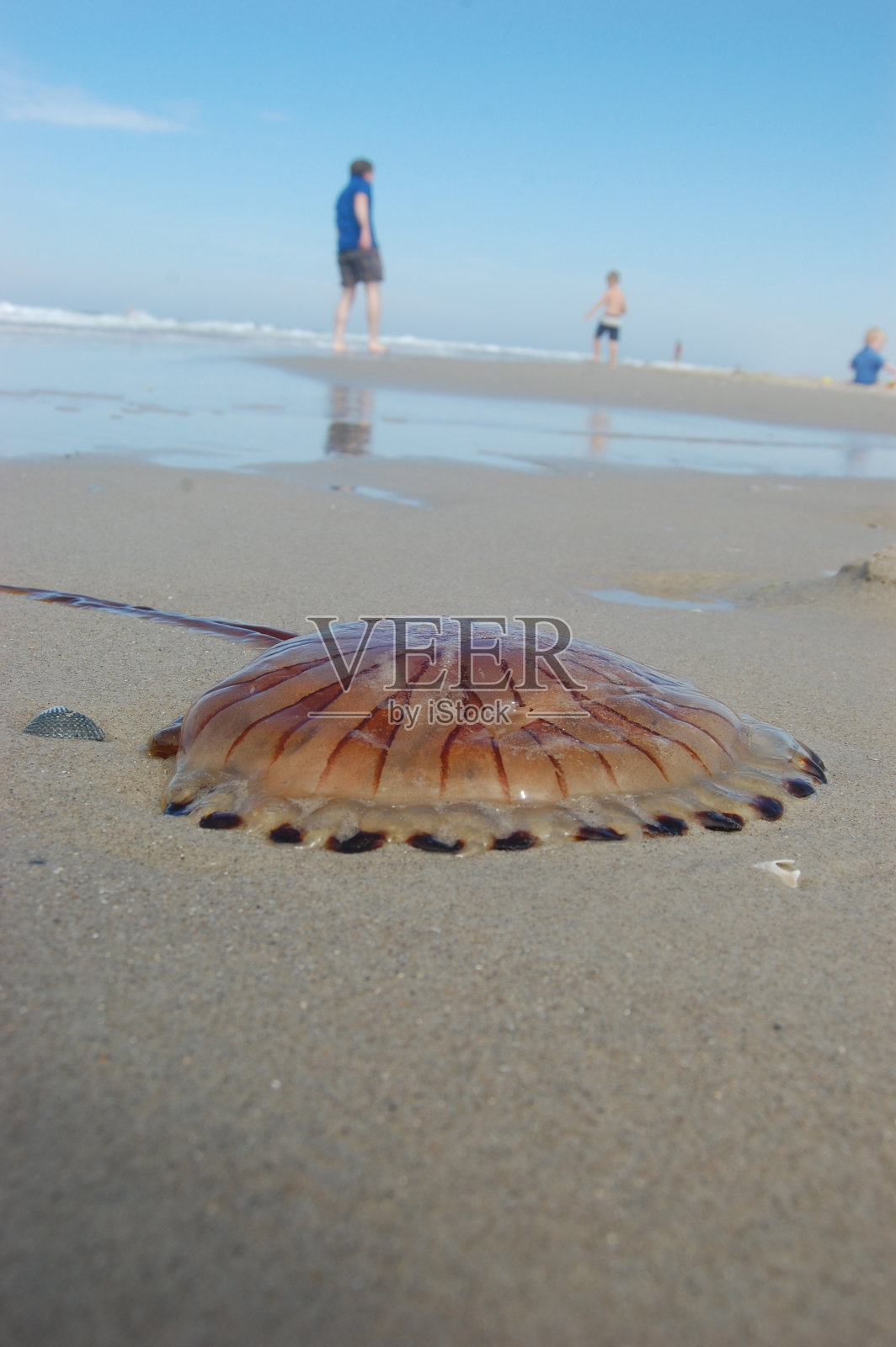 荷兰特谢林海滩上的粉红色水母照片摄影图片
