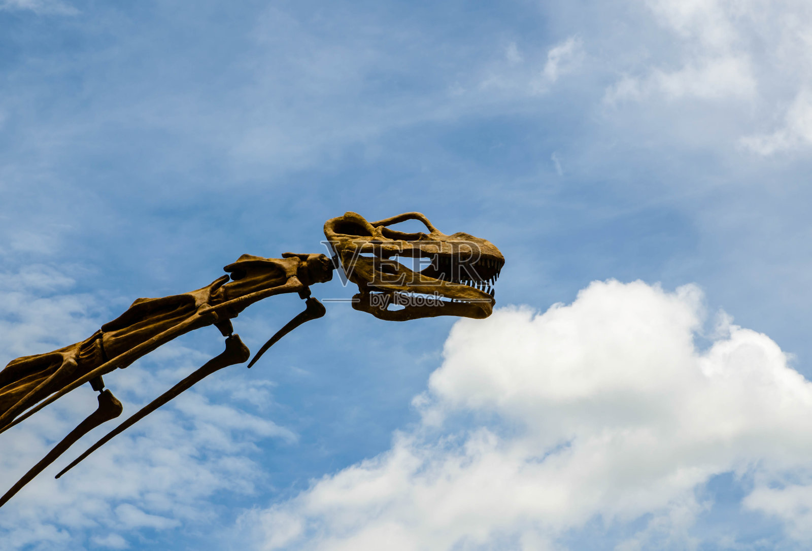 有蓝天的恐龙头模型照片摄影图片