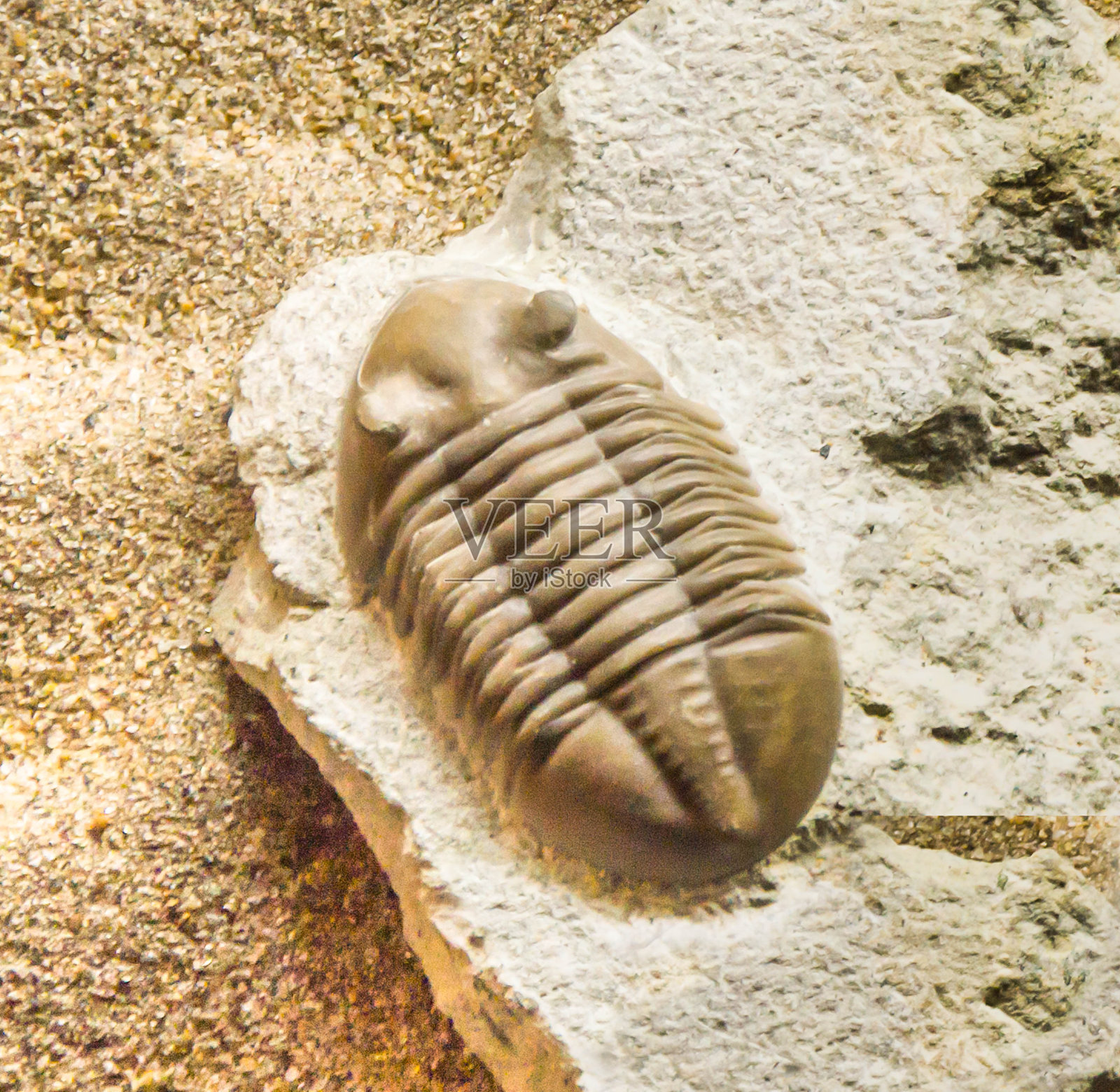 三叶虫。栉虫在石灰岩照片摄影图片