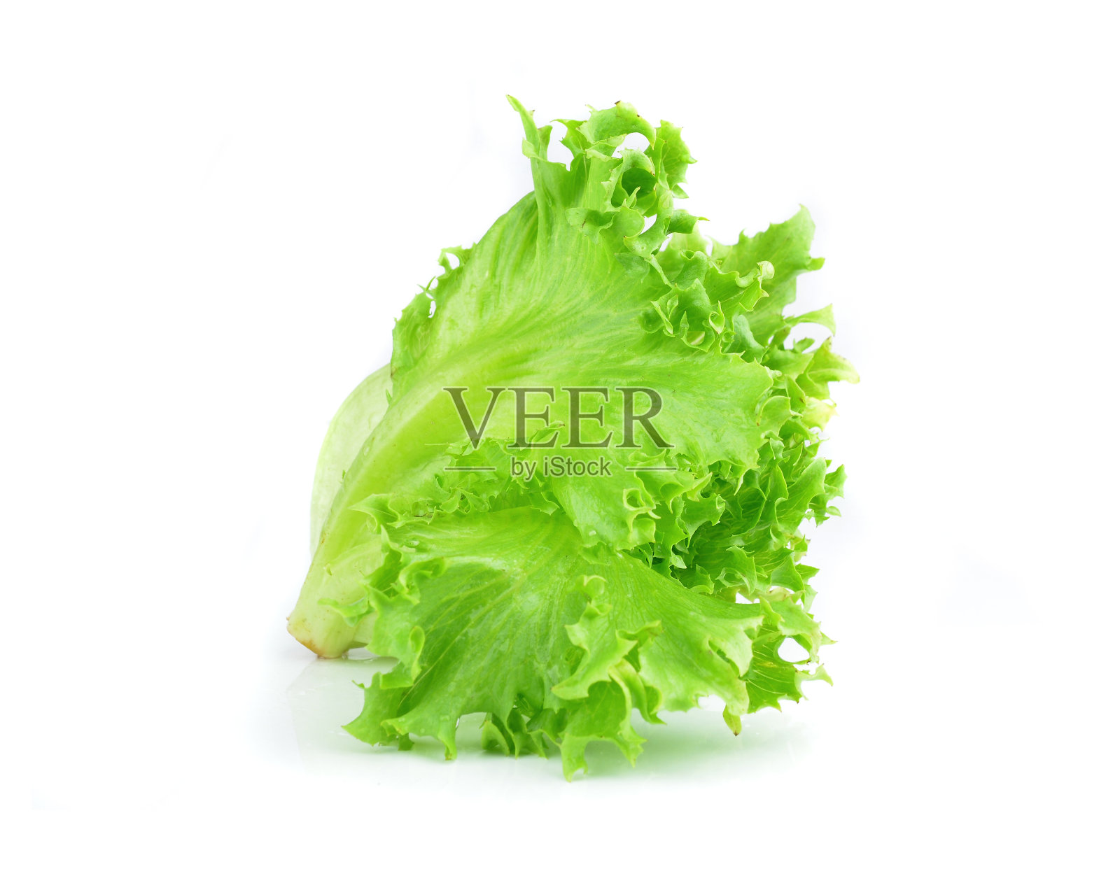 新鲜生菜的叶子孤立白色照片摄影图片