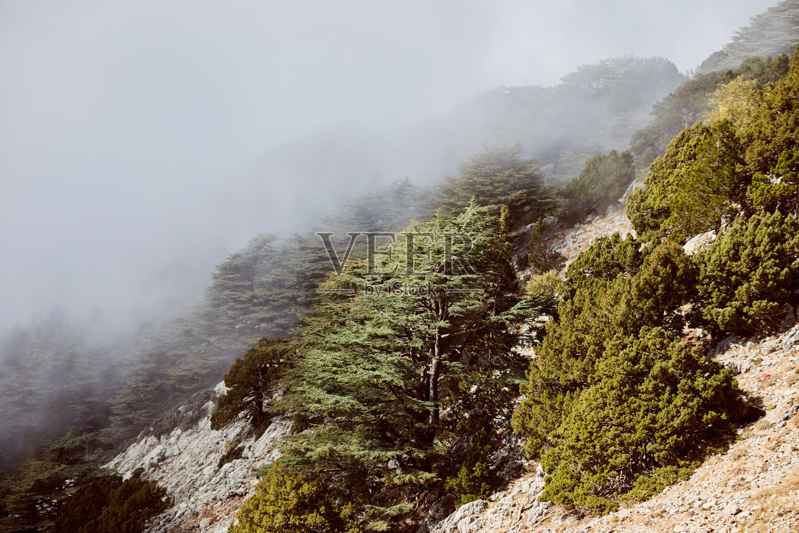 雾中的森林照片摄影图片