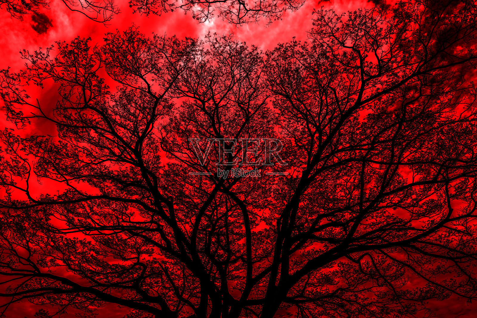 万圣节的背景。公园里的枯枝。轮廓啊照片摄影图片