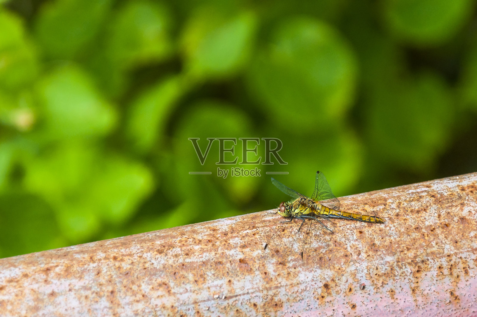 蜻蜓在锈迹斑斑的金属管与绿叶的背景照片摄影图片