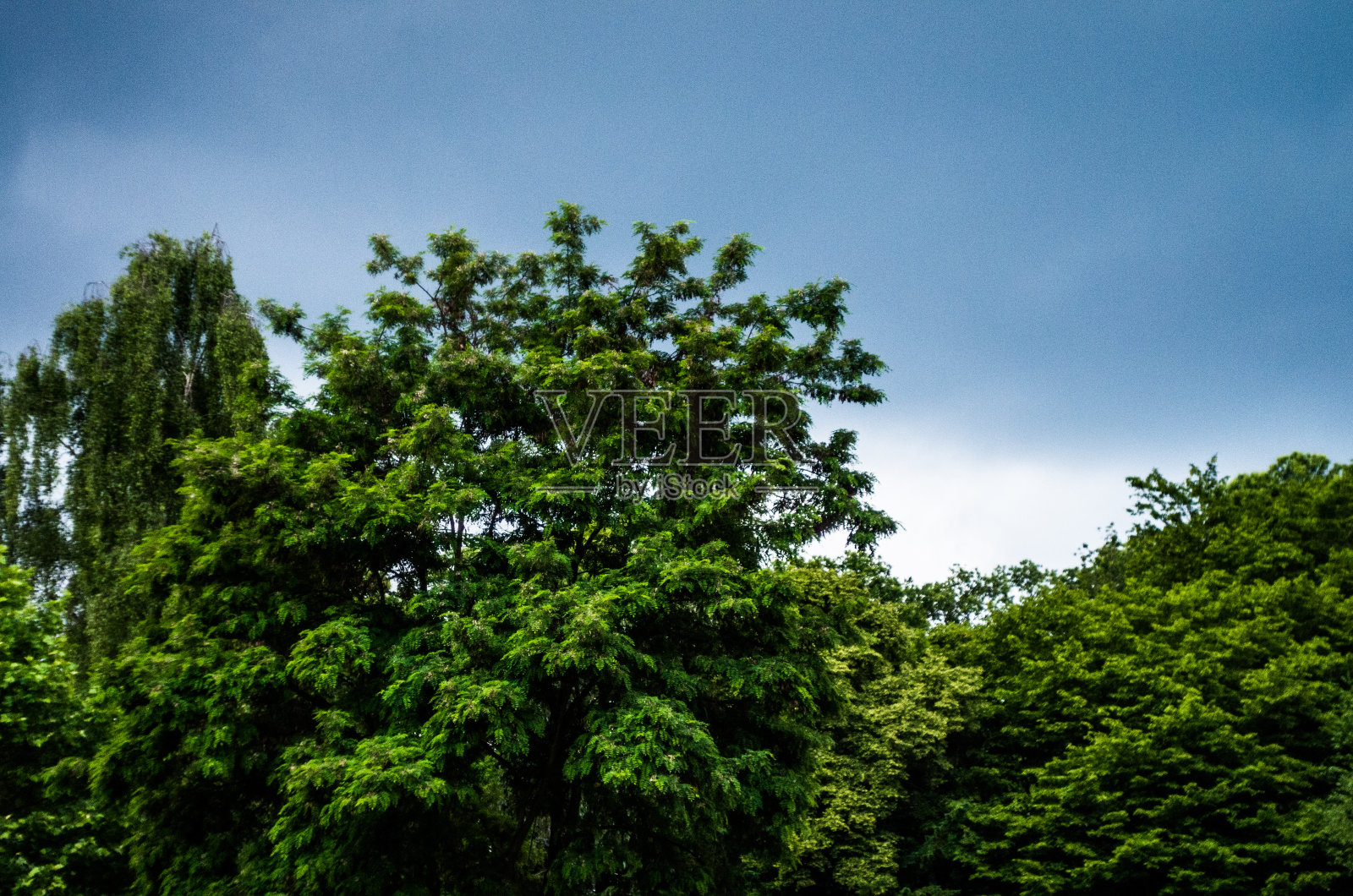 植物区系照片摄影图片