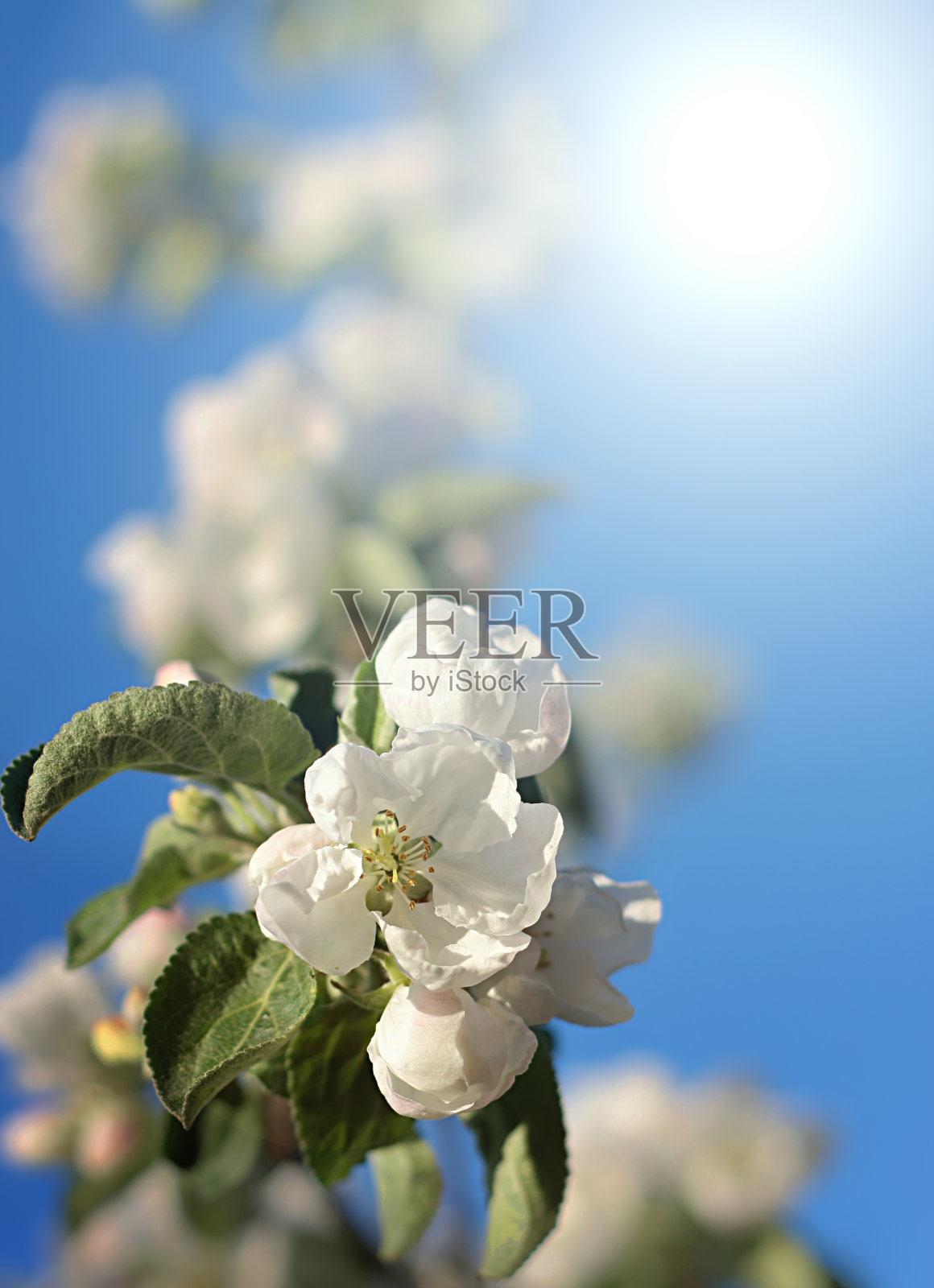 刺眼的白花以粉红色未开苞点缀螃蟹照片摄影图片