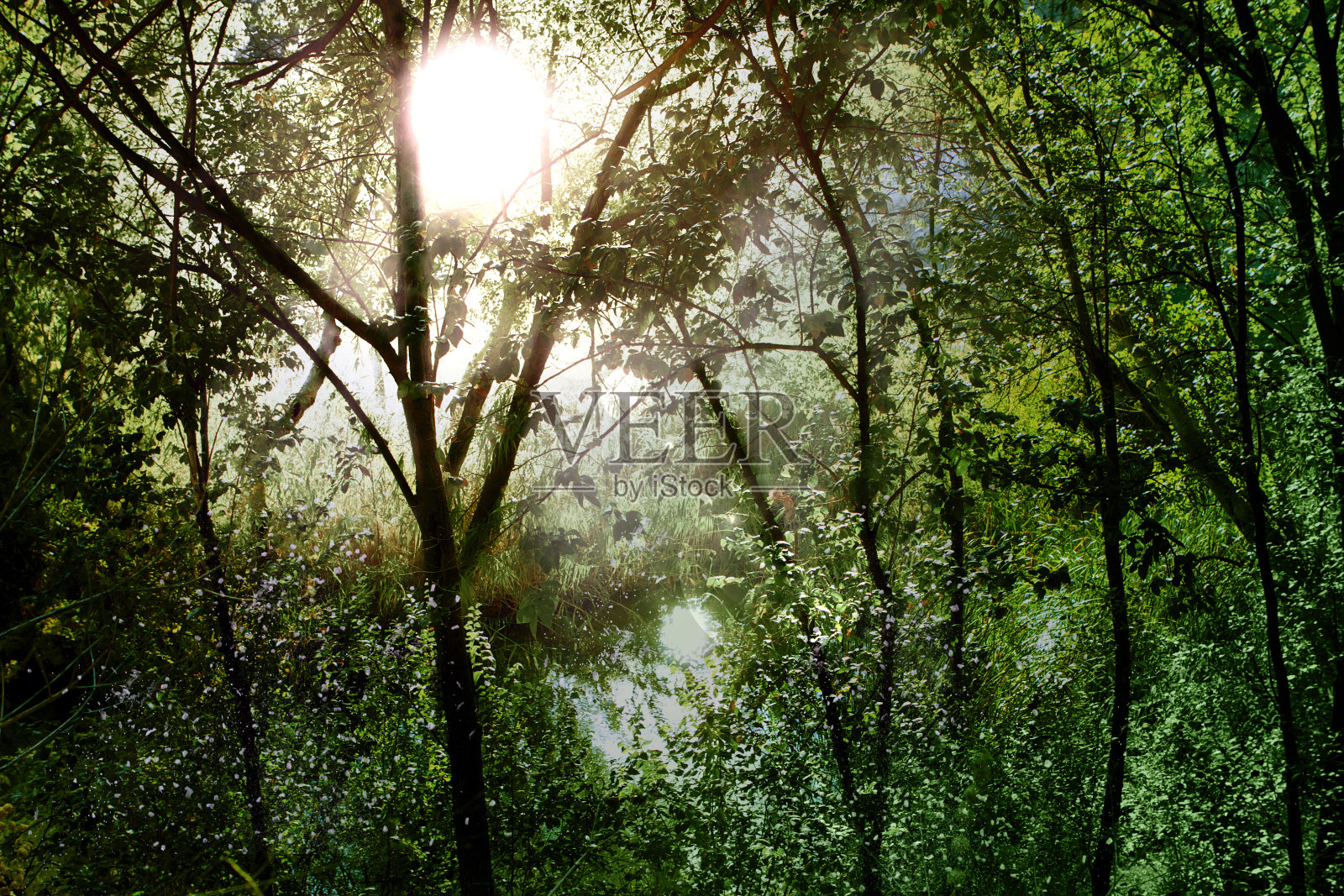 森林照片摄影图片