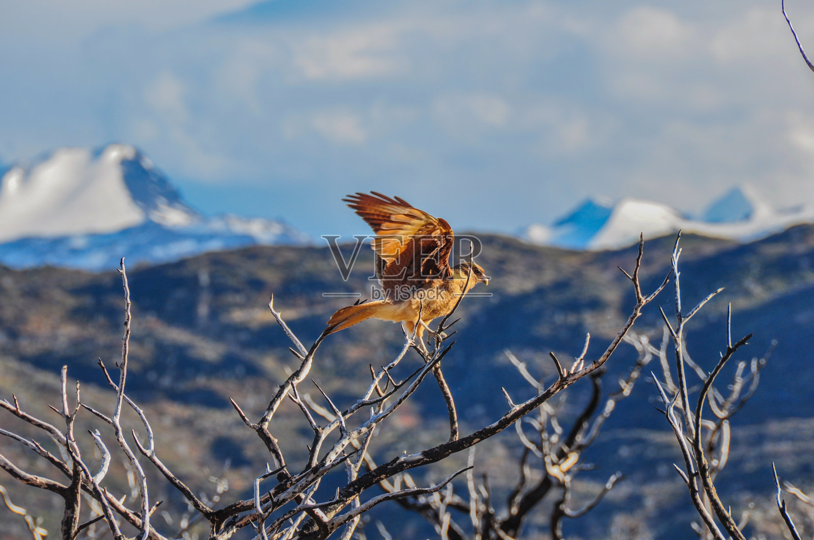 智利百内国家公园的鸟类照片摄影图片