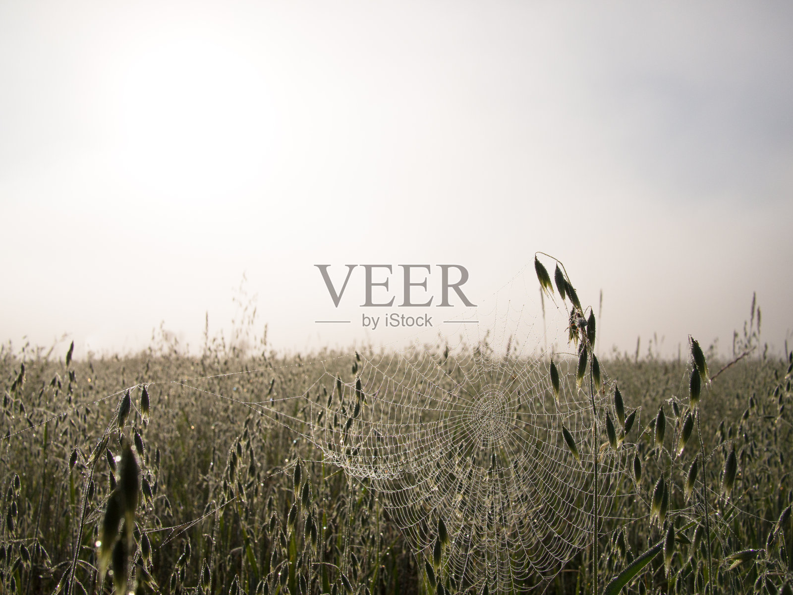 挂在植物上的蜘蛛网照片摄影图片