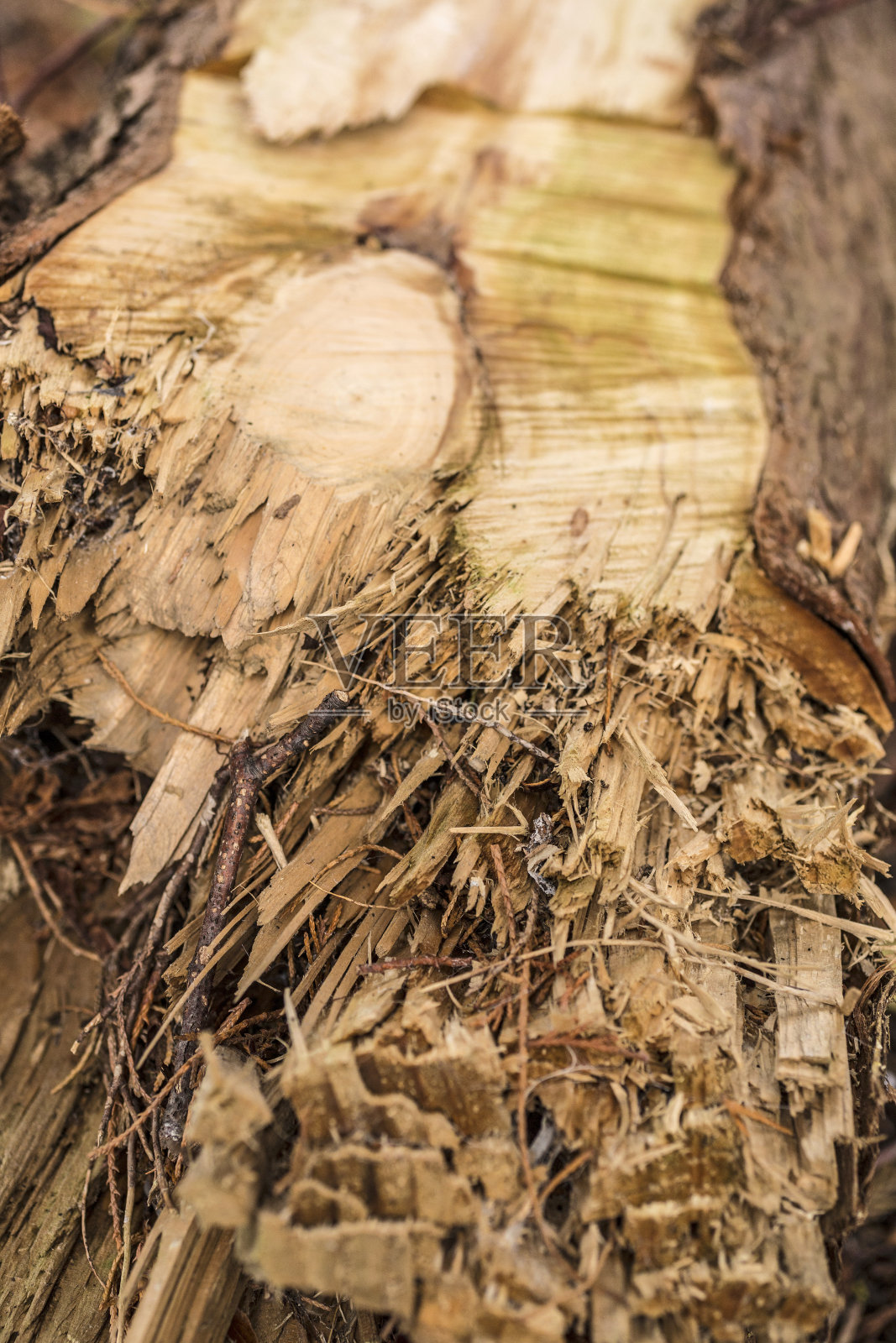 分裂的分支照片摄影图片