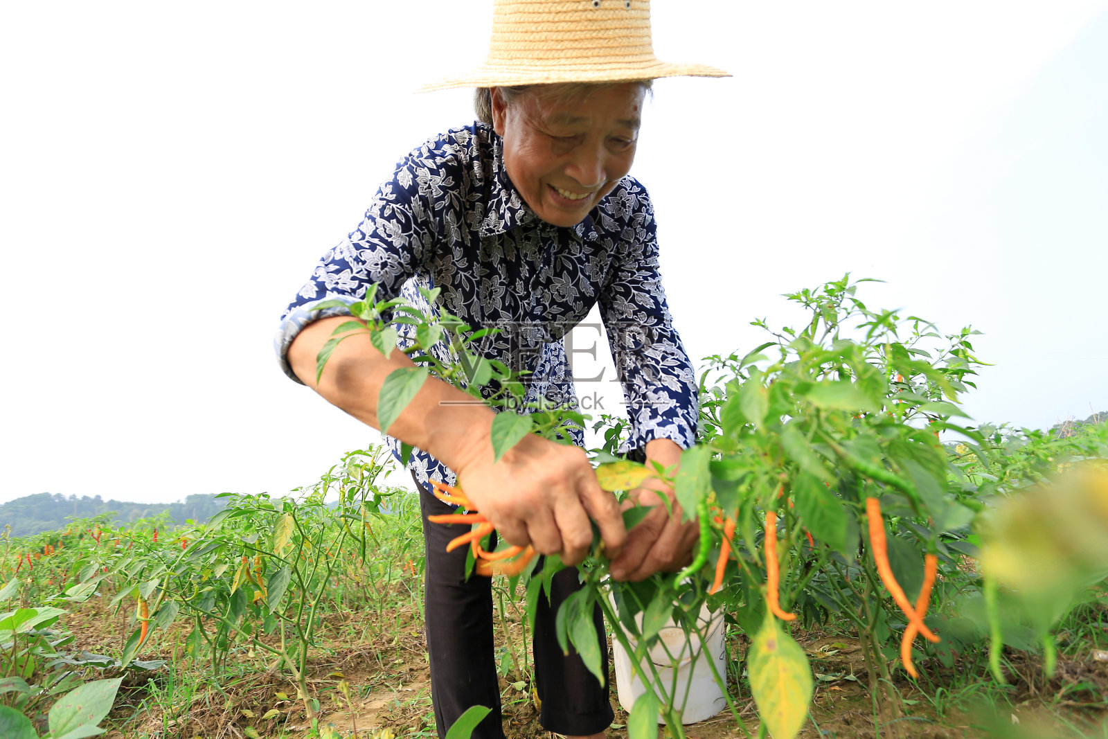 辣椒收获照片摄影图片