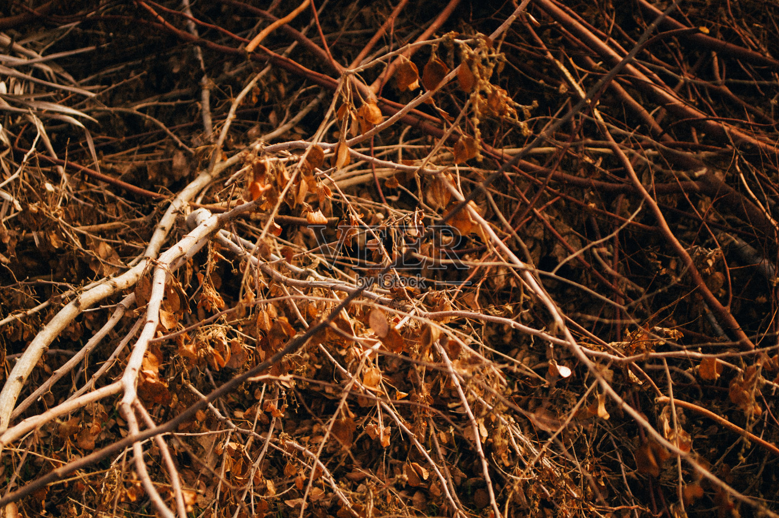 带有颗粒膜色调效果的死树照片摄影图片