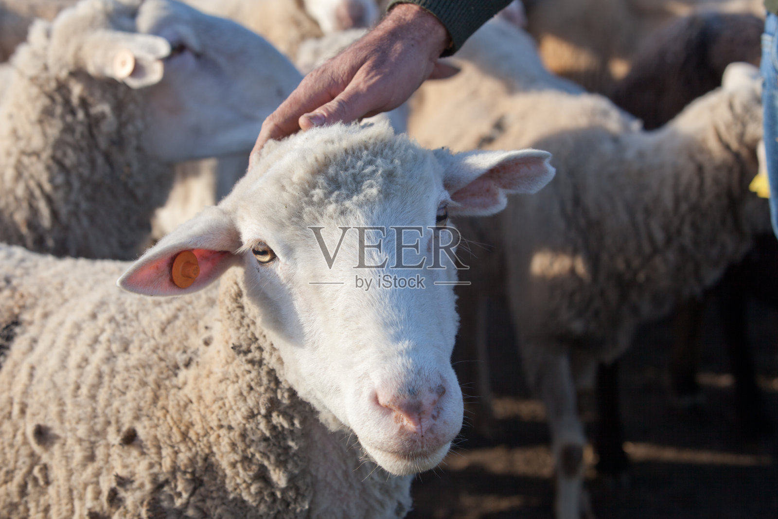 牧羊人爱抚照片摄影图片