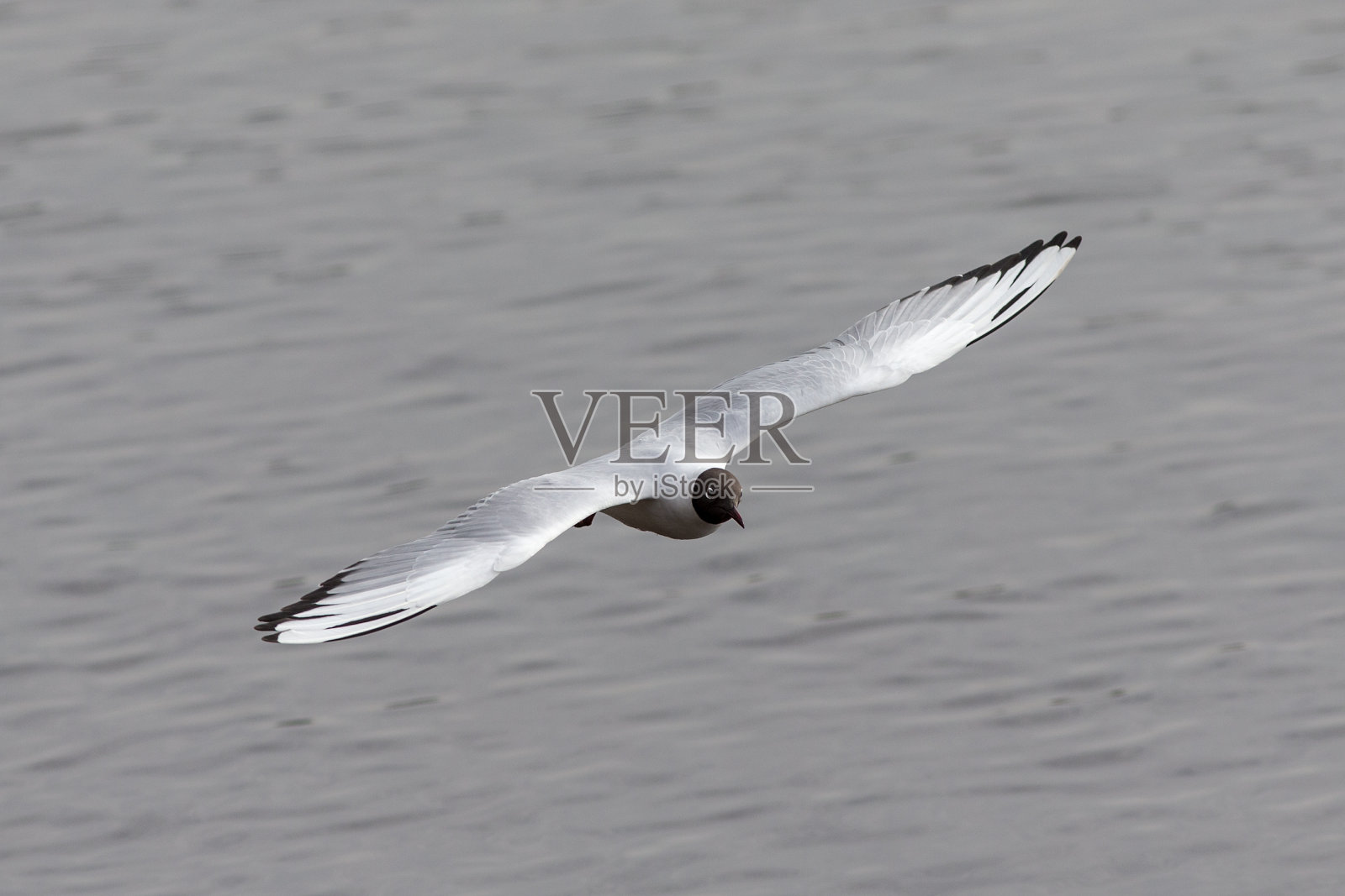 海鸥飞过水面照片摄影图片