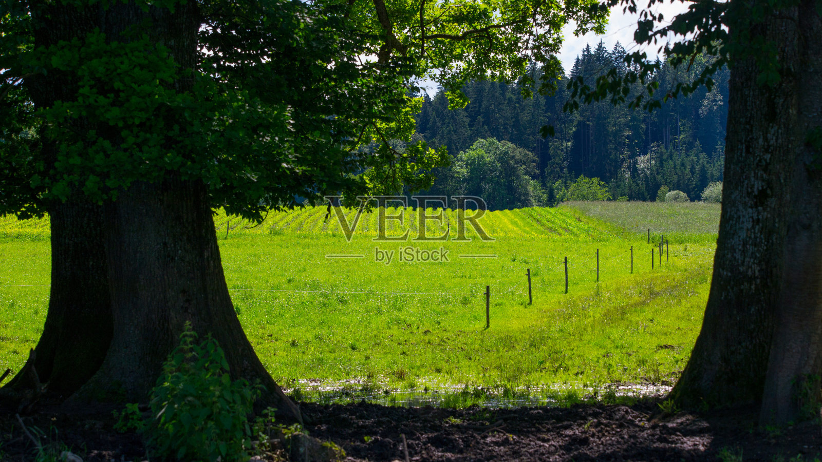 年轻的玉米田照片摄影图片