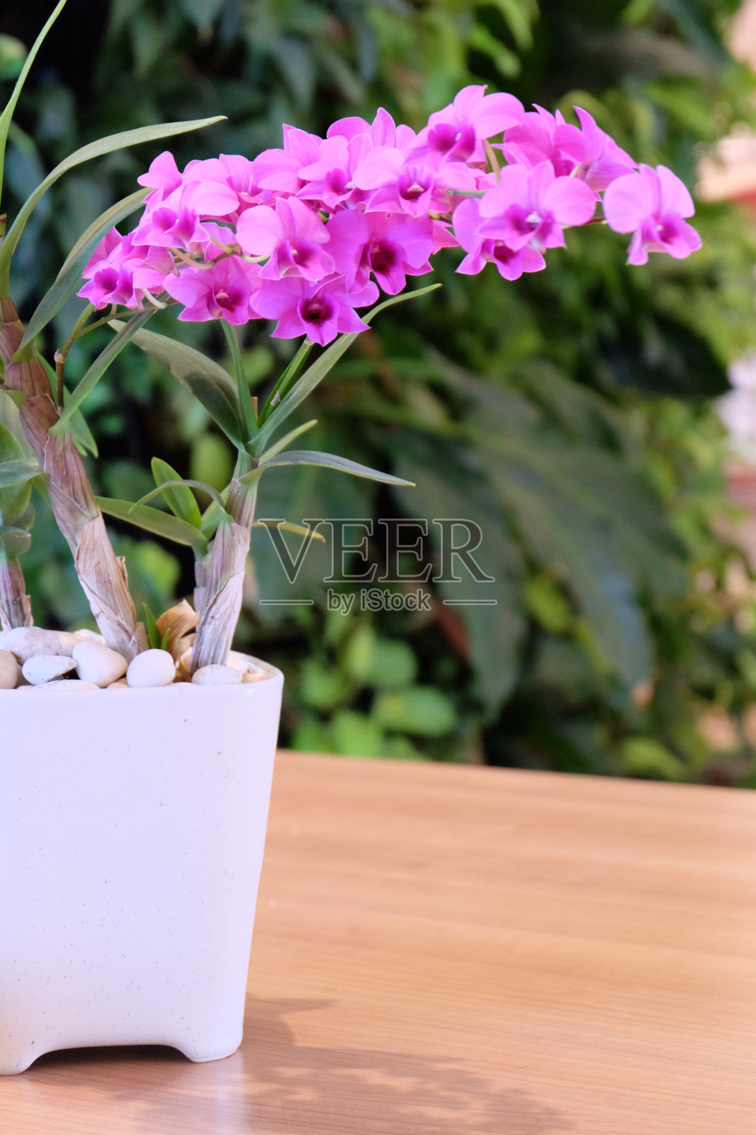 花盆里的紫兰花花照片摄影图片