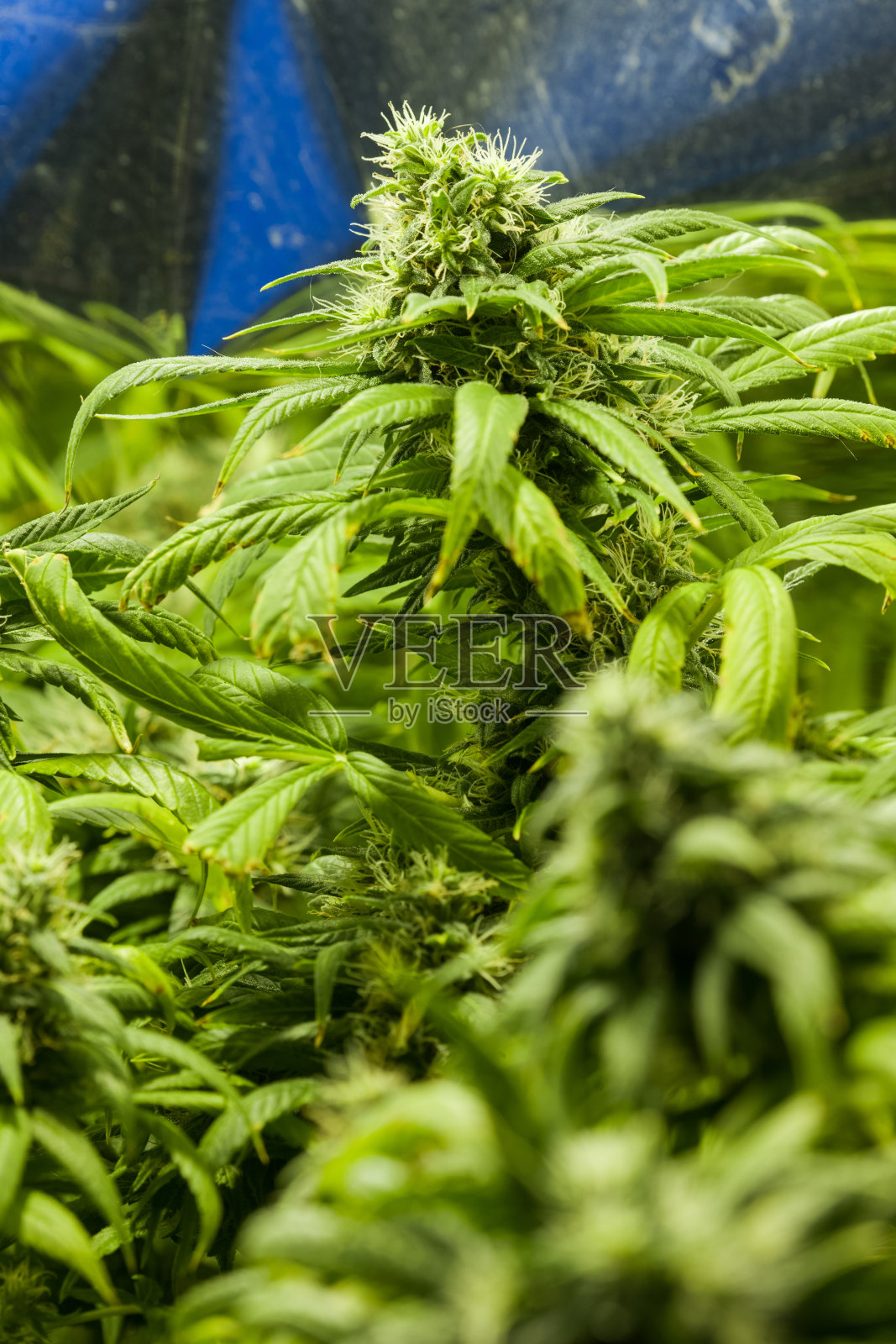 室内自制大麻花的细节照片摄影图片