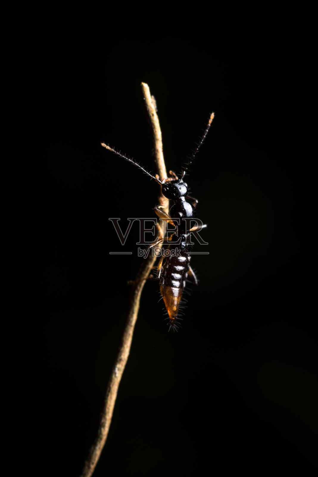 昆虫在大叻雨林照片摄影图片