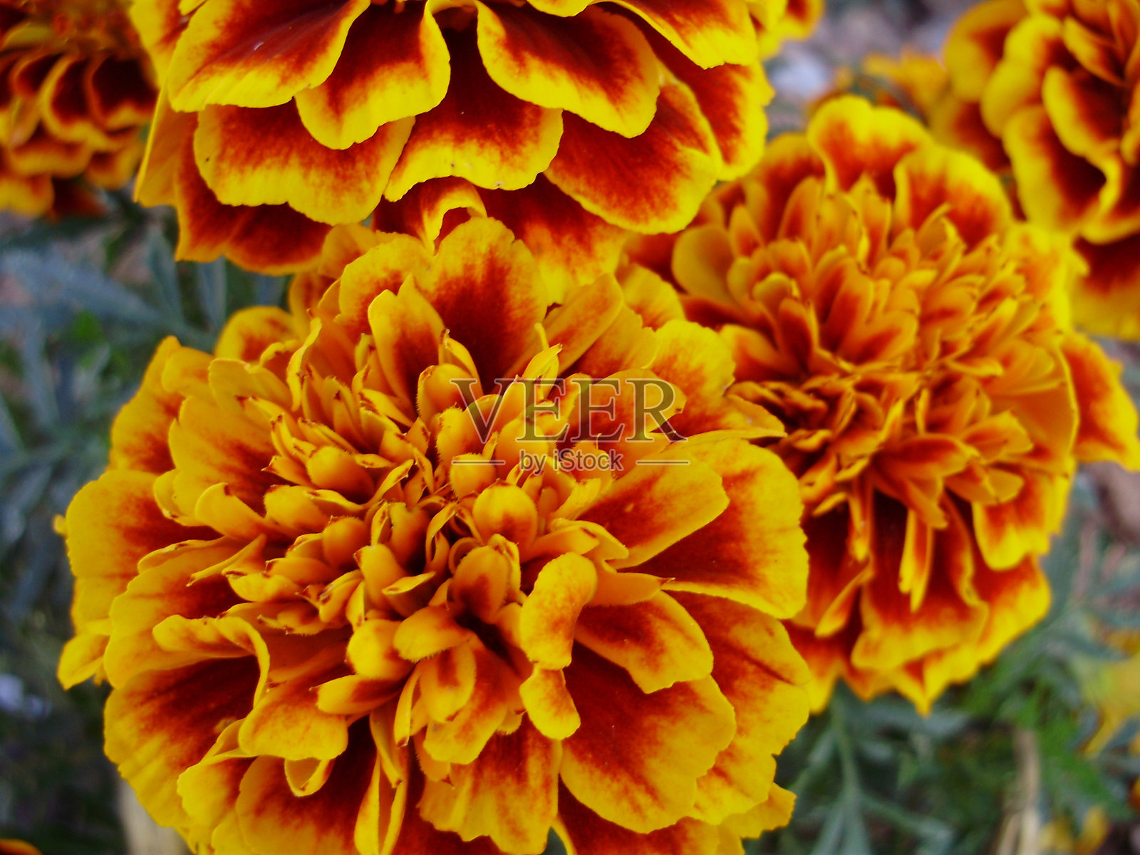 花照片摄影图片