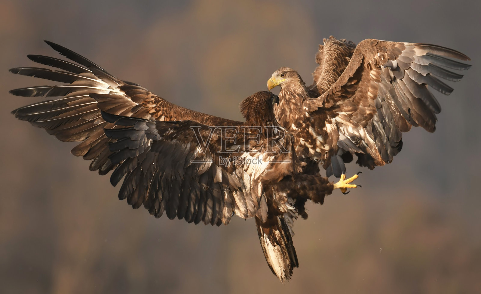 白色尾随鹰照片摄影图片