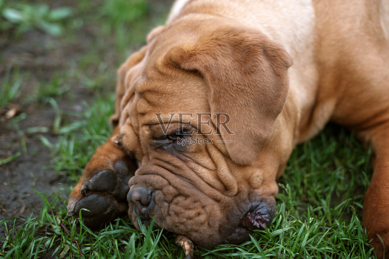 波尔多多格脸的特写细节照片摄影图片