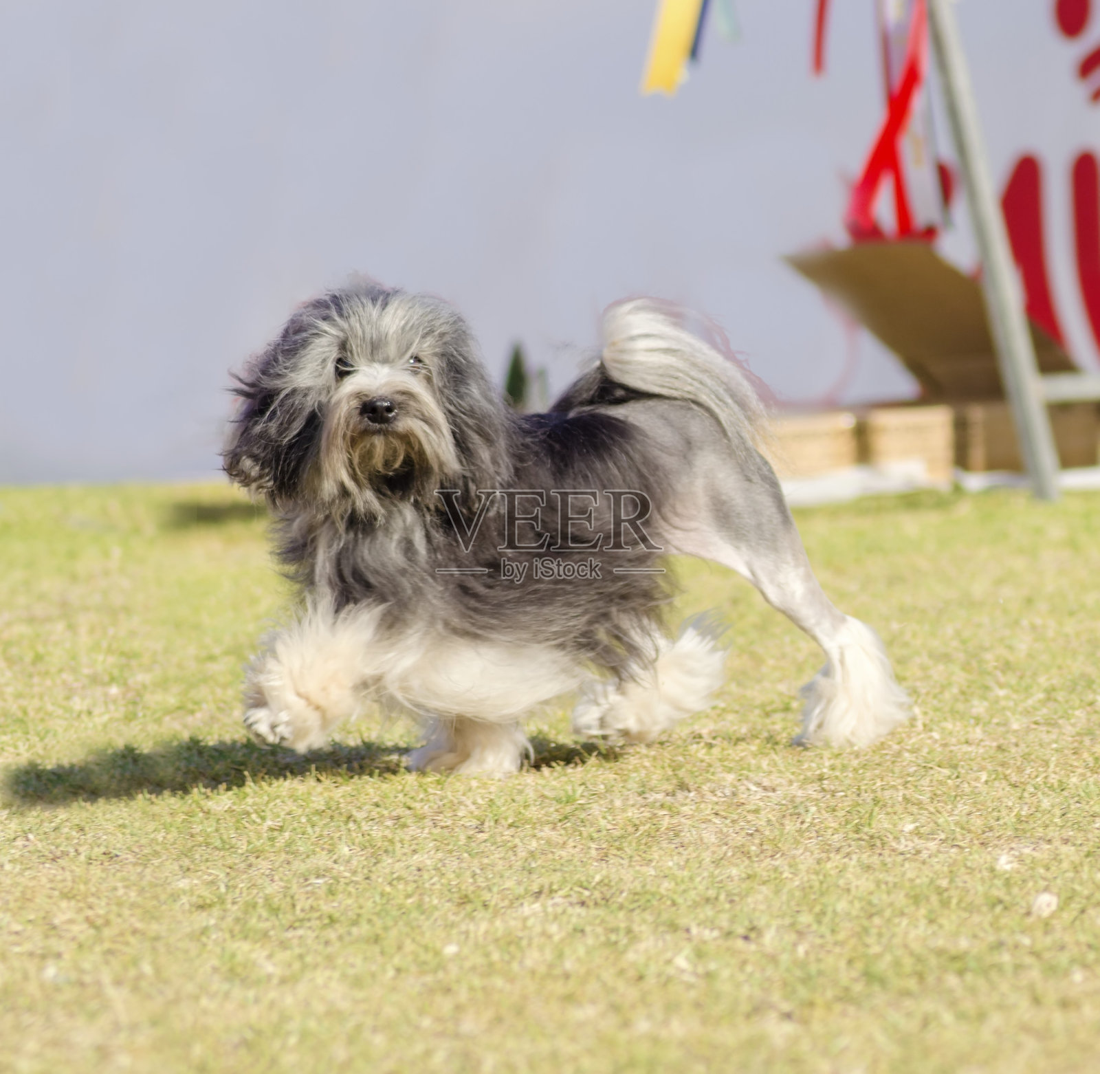 小狗狮子照片摄影图片
