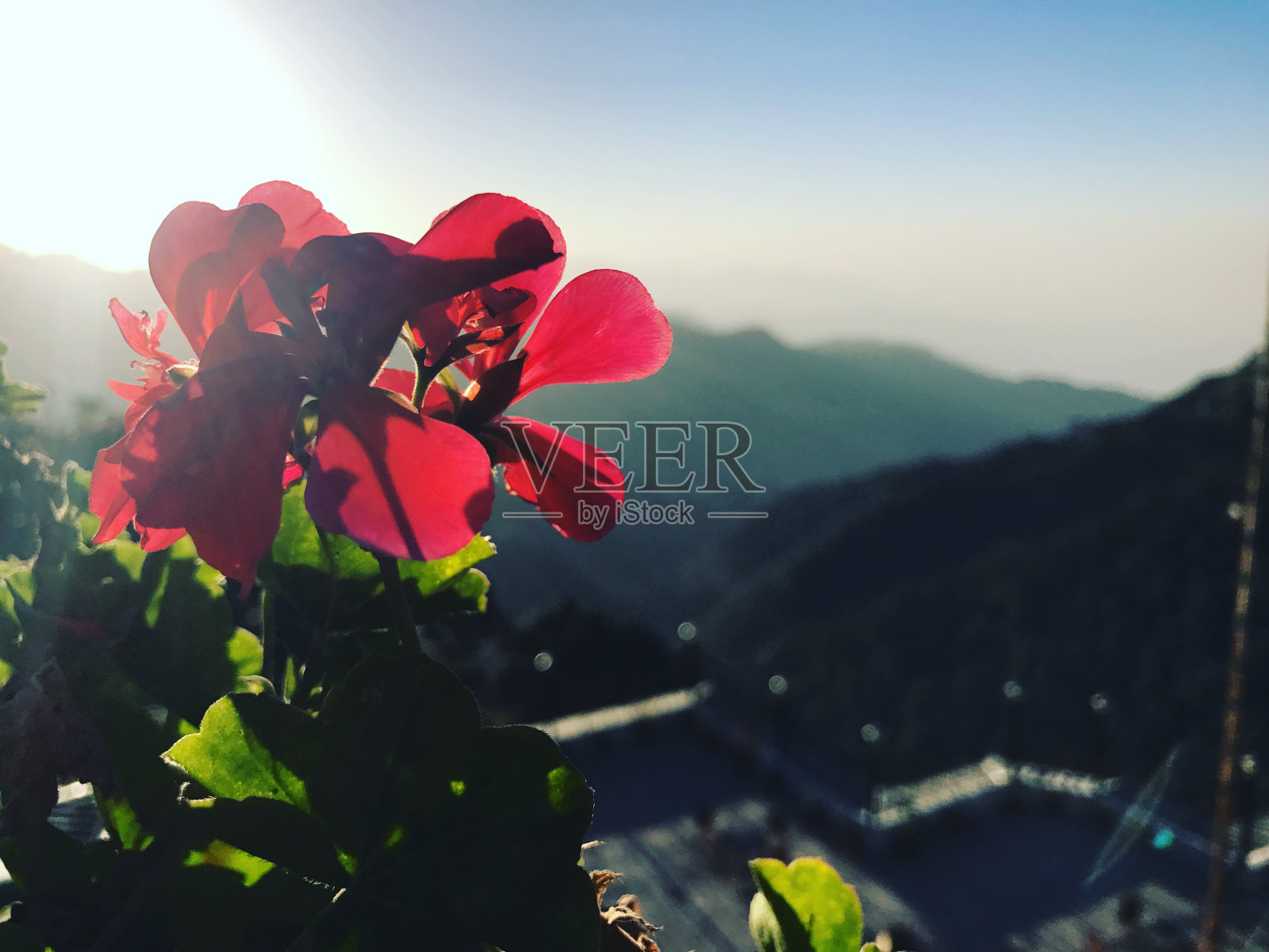 山上的花照片摄影图片