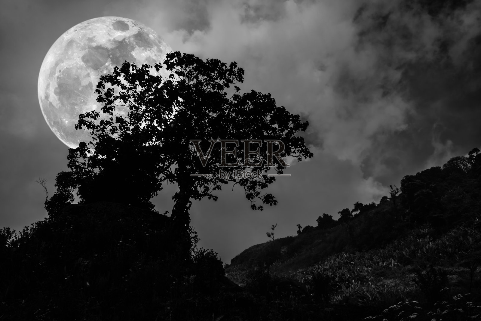 在宁静的自然背景下,黑暗的天空映衬着树木的剪影。照片摄影图片