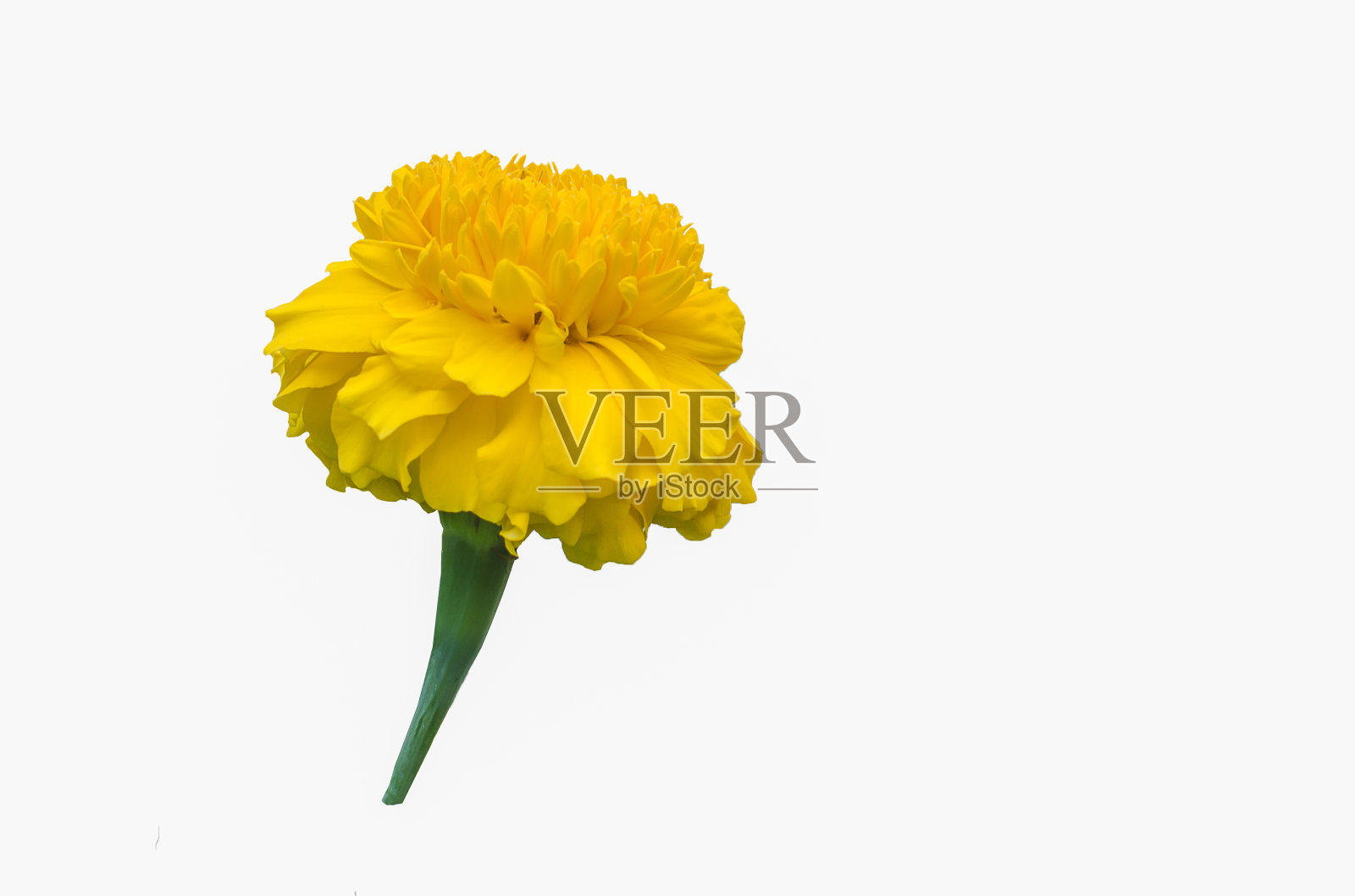 金盏花,白底特写照片摄影图片