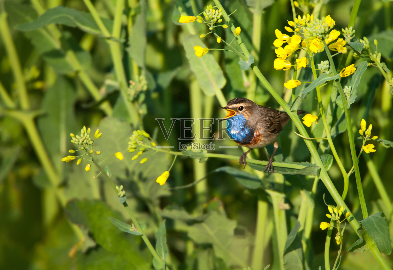 蓝喉在油菜田里鸣叫照片摄影图片