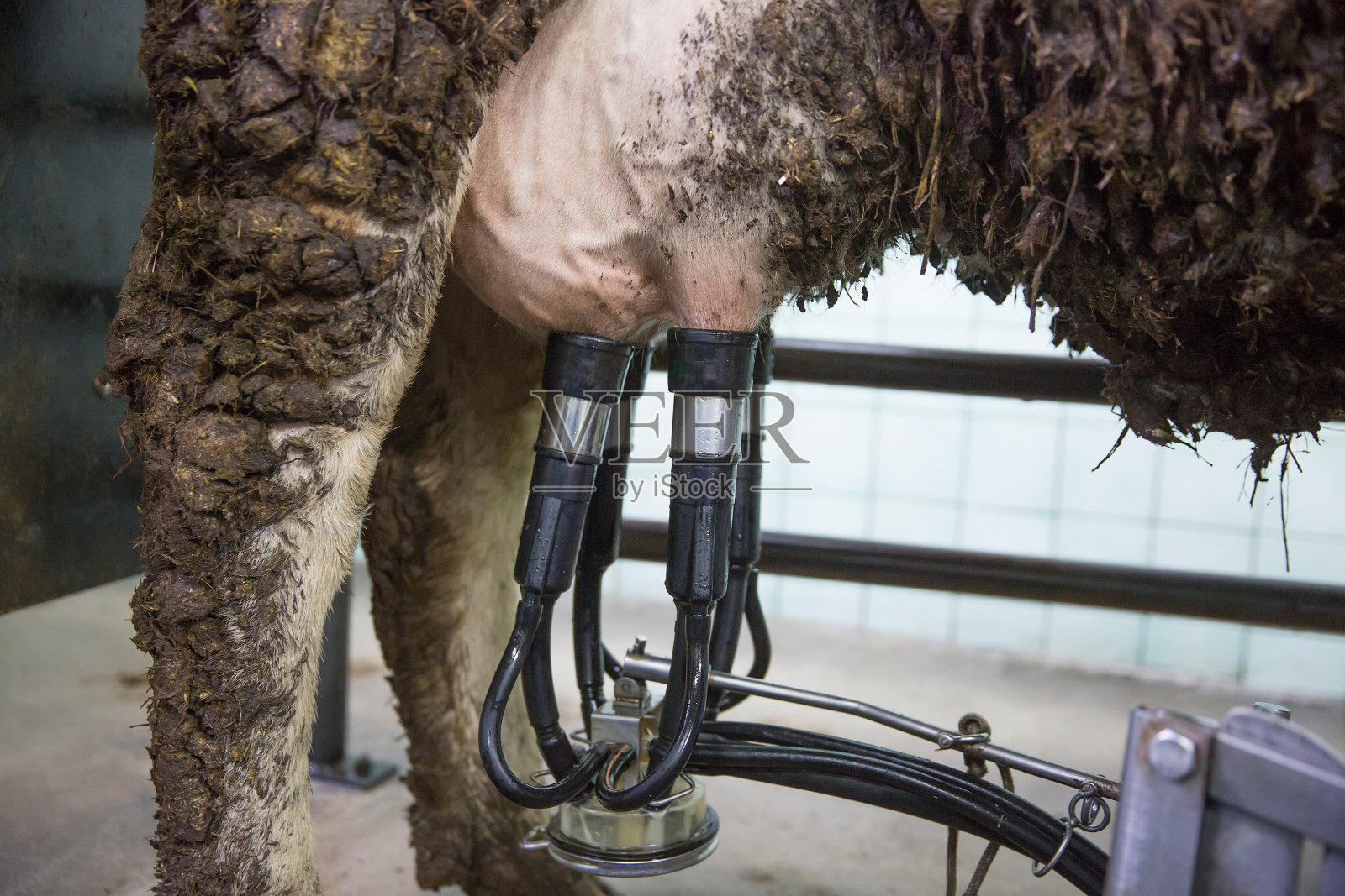 奶牛乳房上的挤奶机照片摄影图片