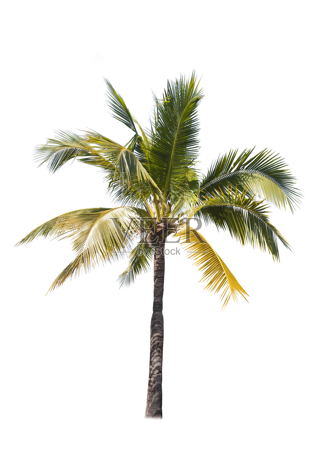 亚洲的树木孤立在白色背景上照片摄影图片