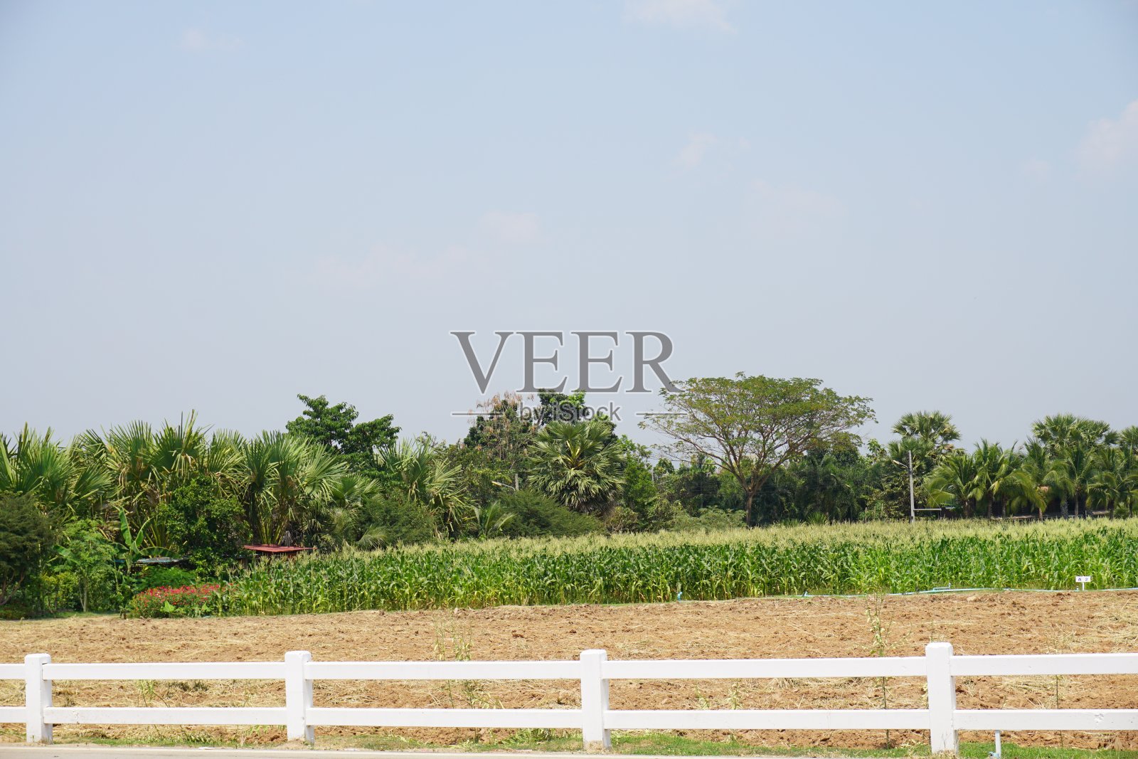 玉米田照片摄影图片