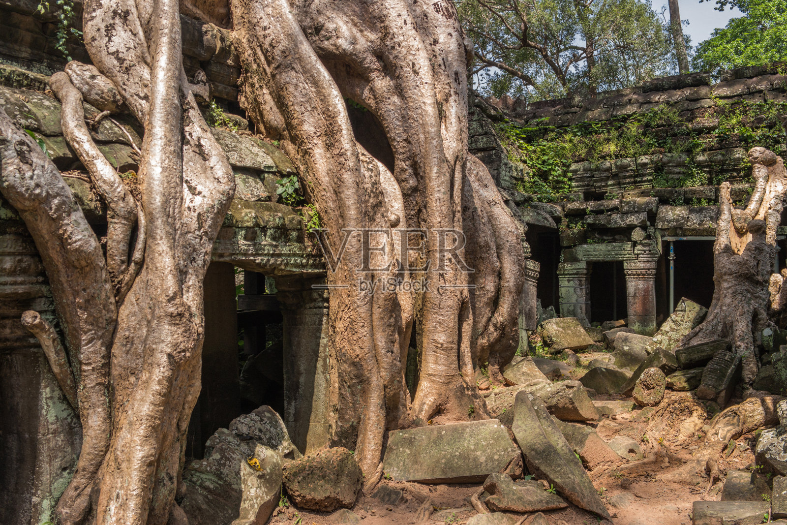 柬埔寨暹粒吴哥的塔普罗姆寺,有丝棉树根。照片摄影图片