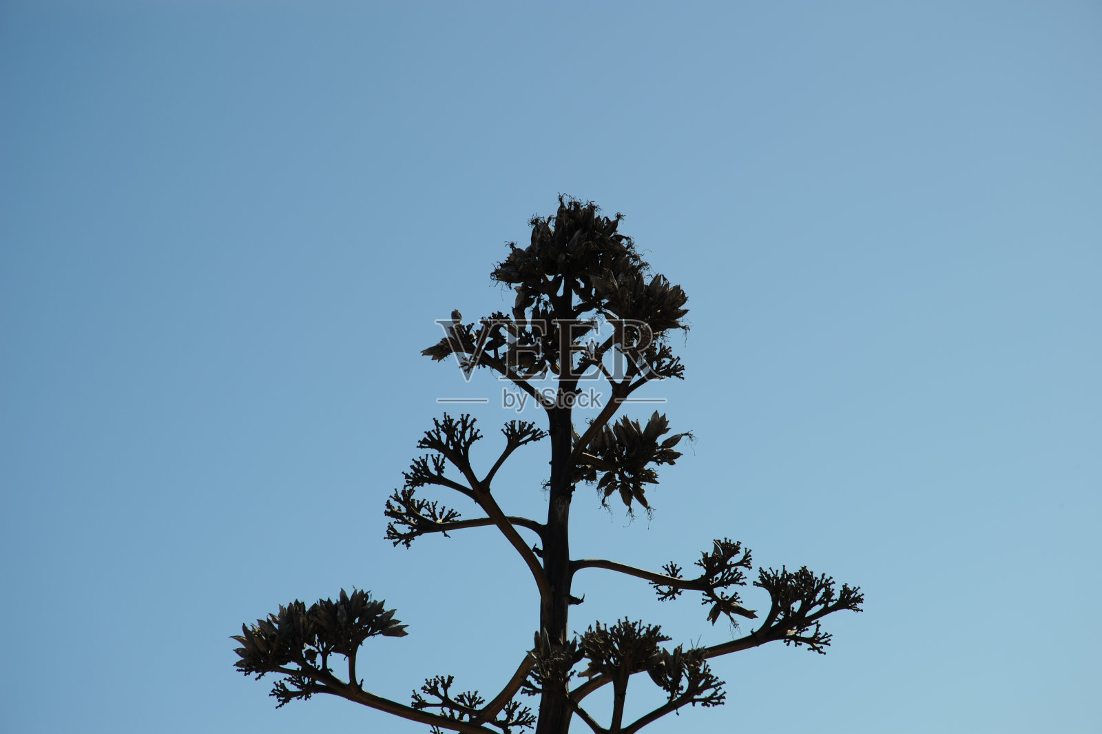 龙舌兰,西班牙语Blüte照片摄影图片