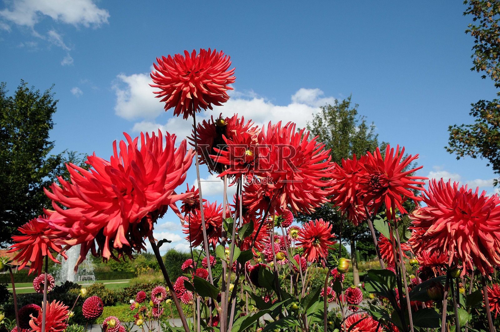 德国南部的花照片摄影图片
