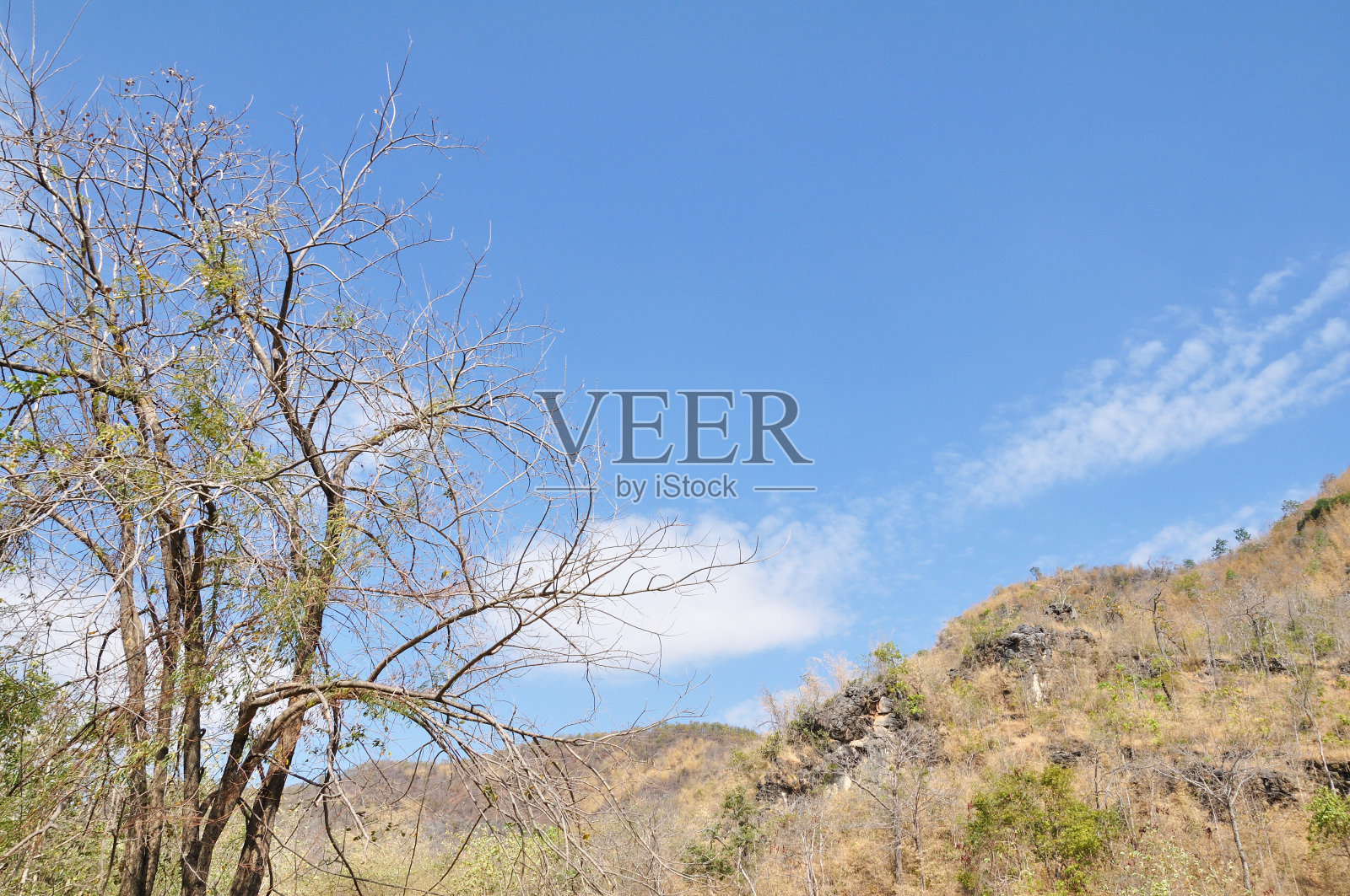 蓝天上的枯树照片摄影图片