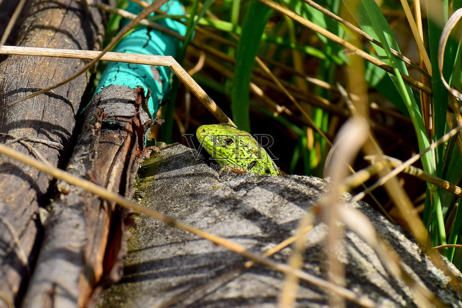 掠夺性的看照片摄影图片