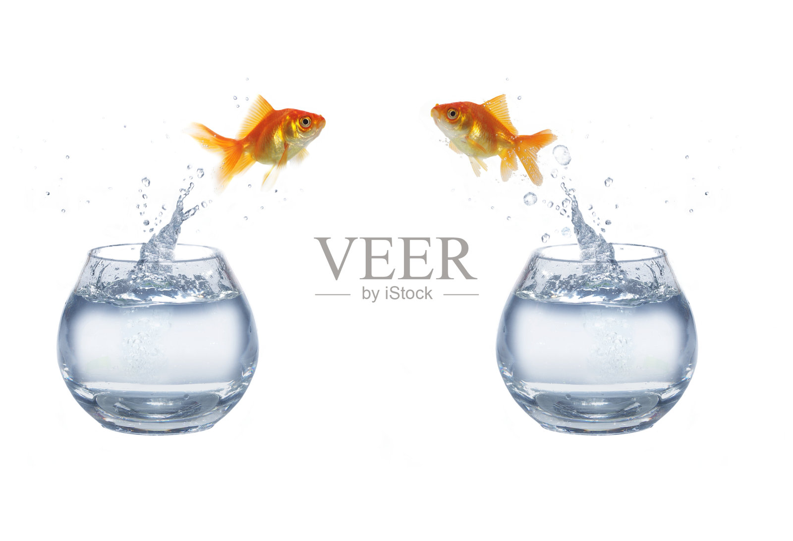 黄金从水族箱里跳出来照片摄影图片