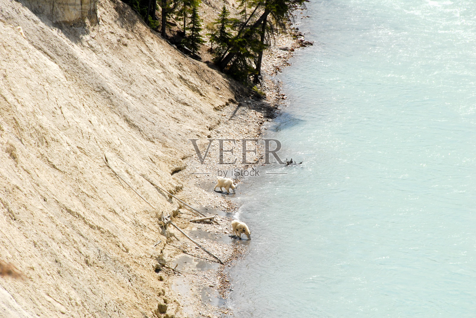 加拿大阿尔伯塔省,加拿大落基山脉,冰原公园路上矿物舔的山羊照片摄影图片