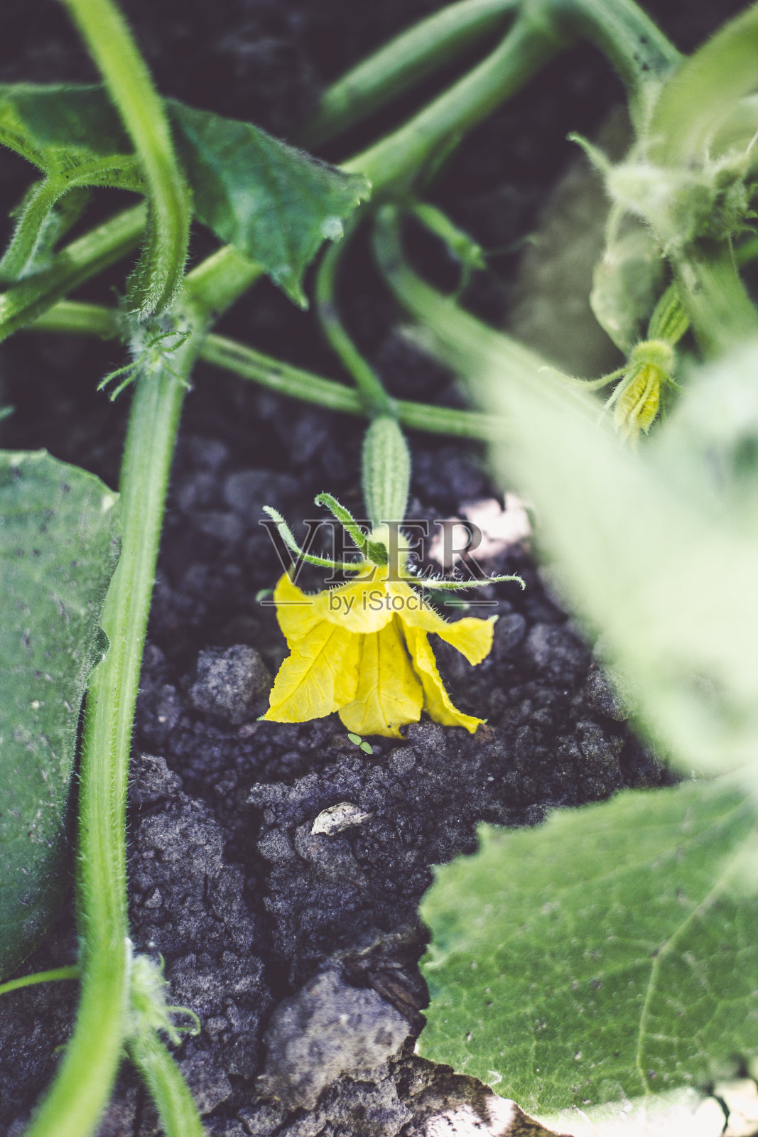 地上菜园里的小黄瓜子房和黄花。特写镜头。照片摄影图片