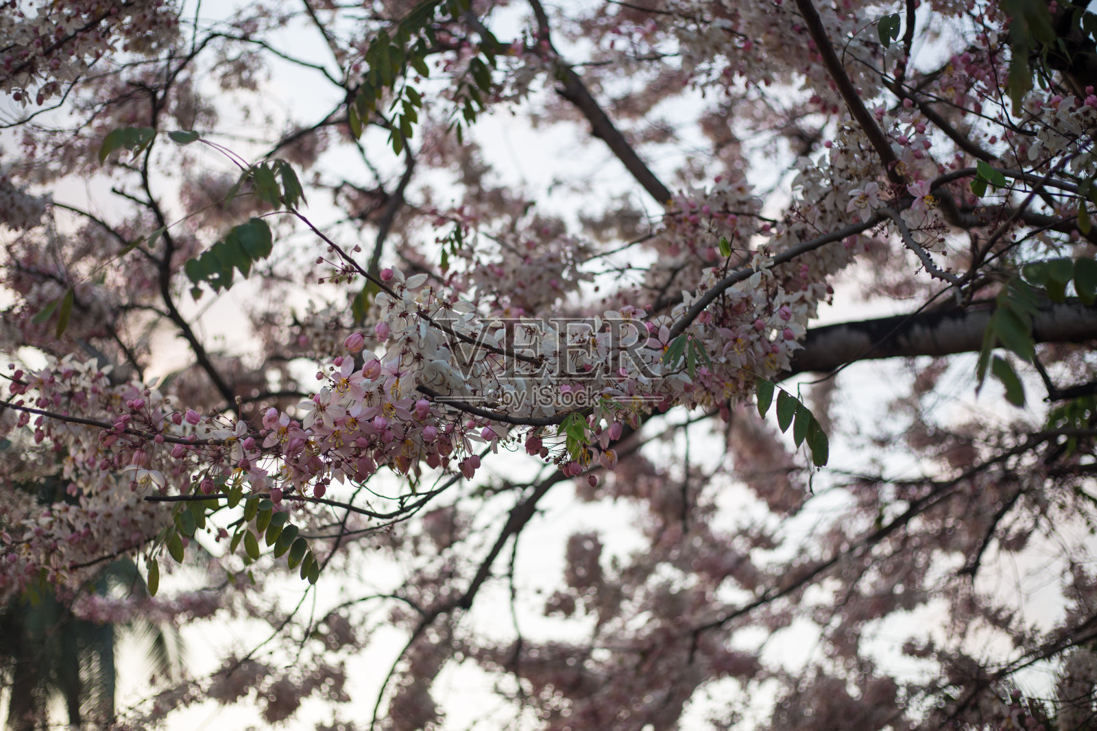 决明子,泰国的粉红花照片摄影图片