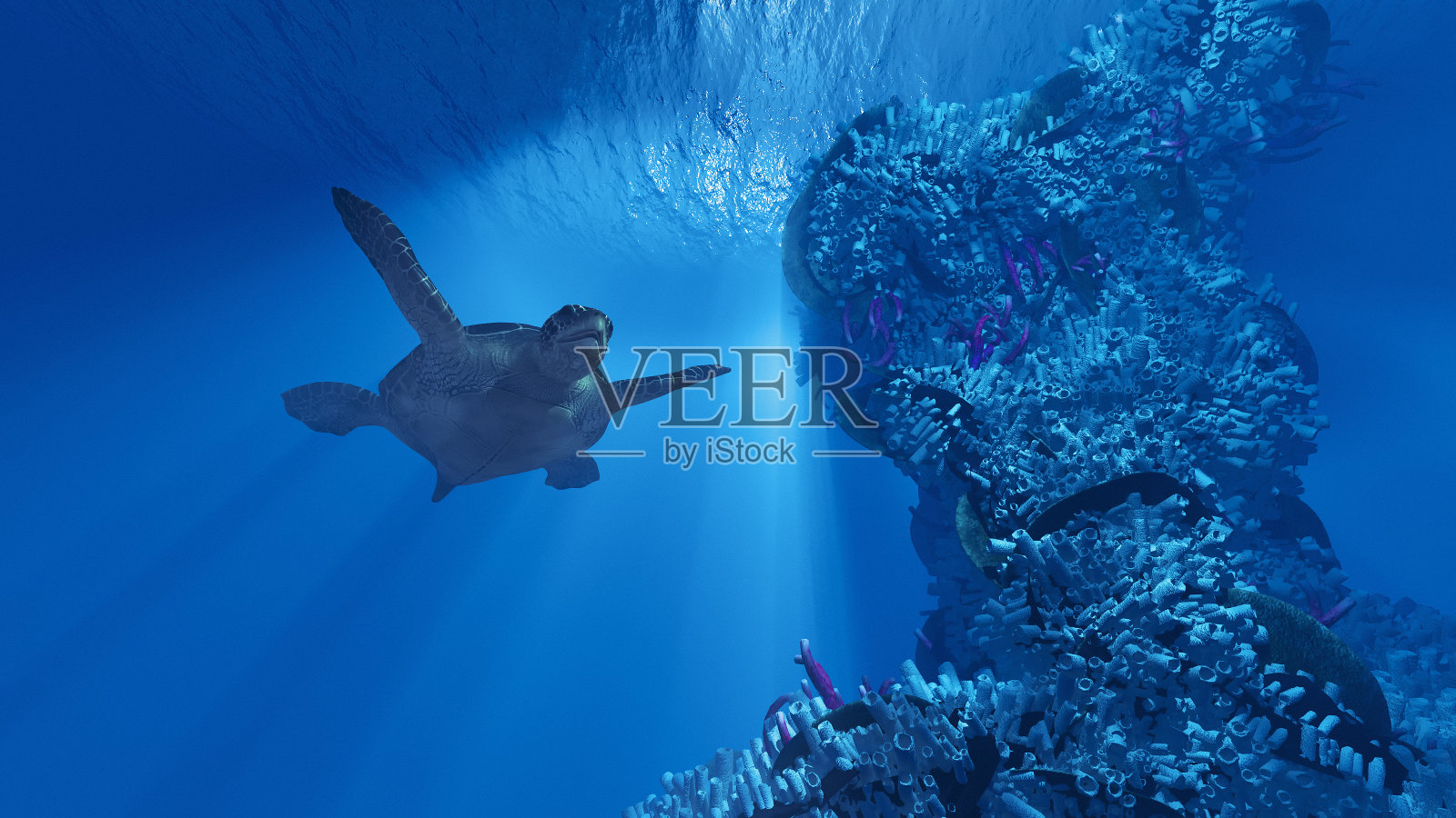 巨龟照片摄影图片